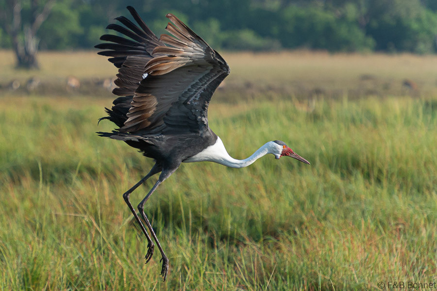 Wattled Crane