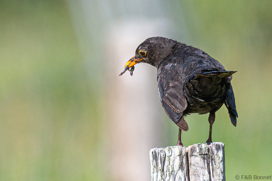 Florent & Bertrand Bonnet-Merle noir-Bretagne