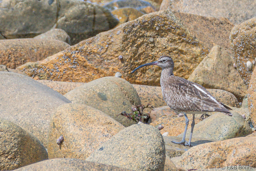 Florent & Bertrand Bonnet-Courlis corlieu-Bretagne