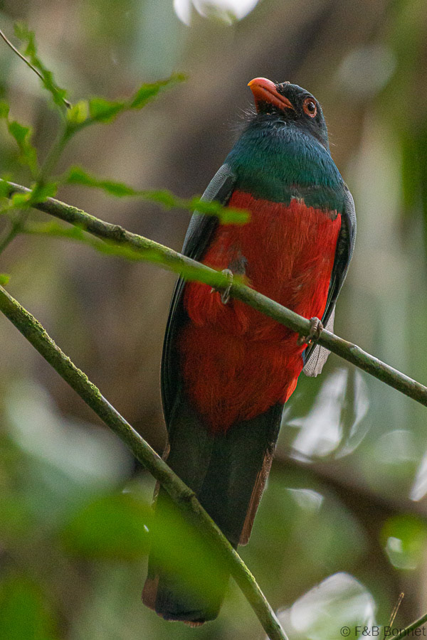 Florent & Bertrand Bonnet-Slaty-tailed Trogon-Tortuguero