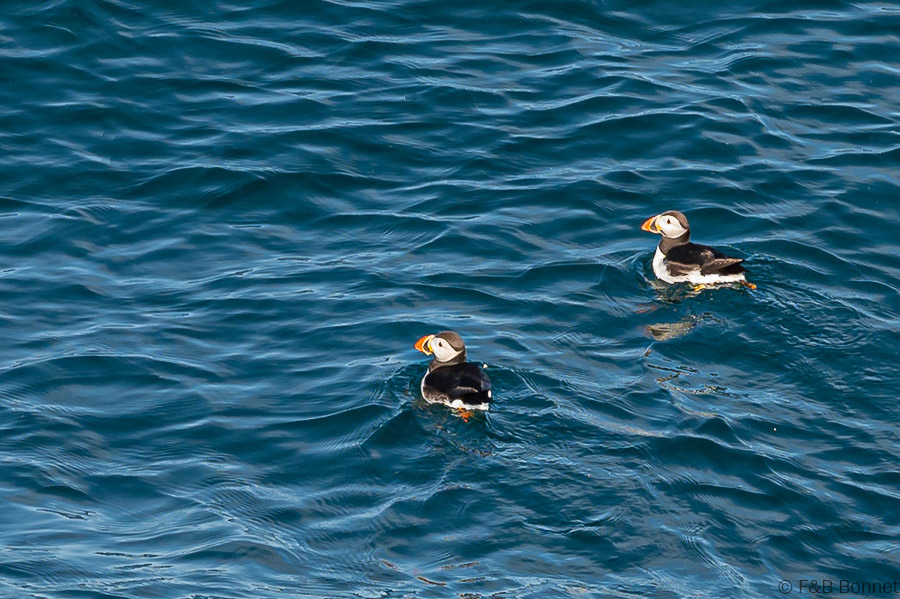 Florent & Bertrand Bonnet-Macareux moine-Bretagne