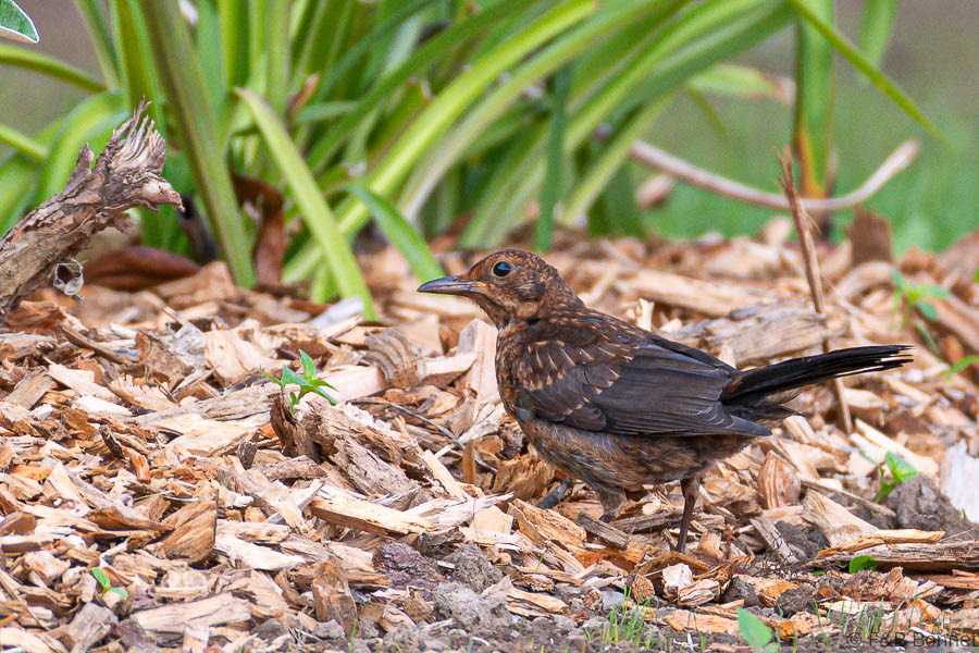 Florent & Bertrand Bonnet-Merle noir-Bretagne
