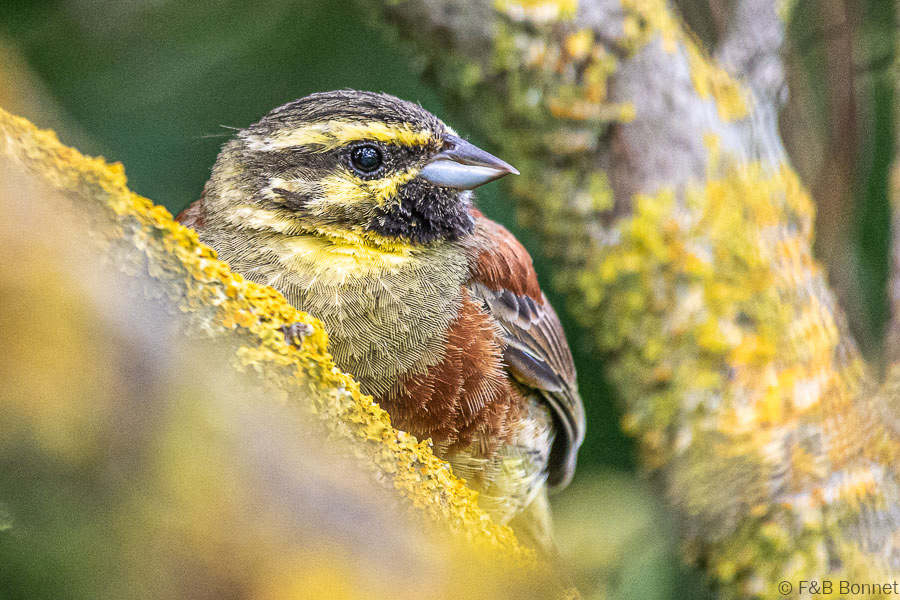 Florent & Bertrand Bonnet-Bruant zizi-Bretagne