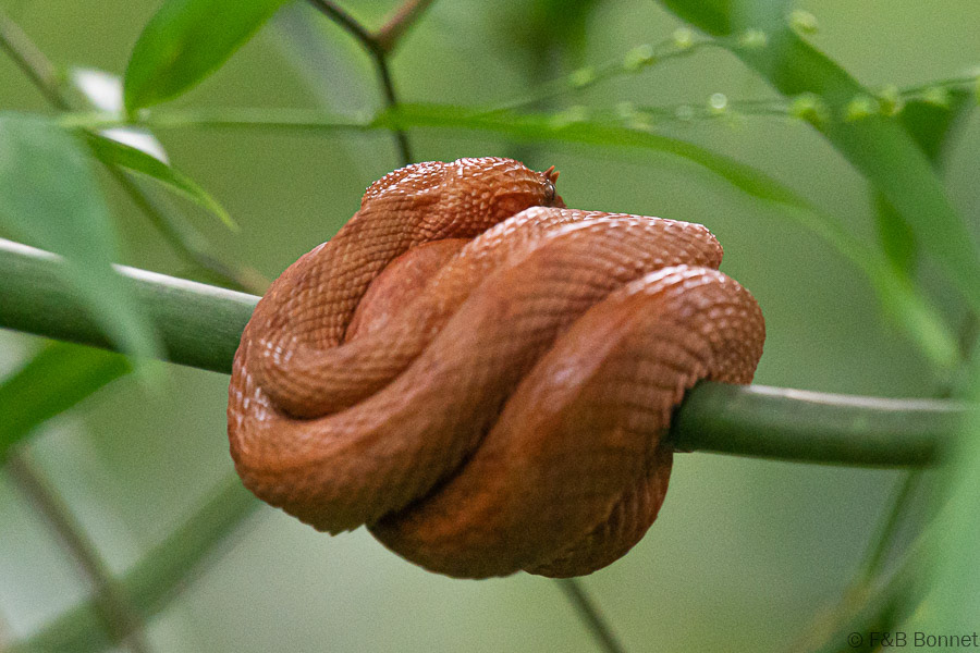 Florent & Bertrand Bonnet-Eyelash Viper-Cahuita