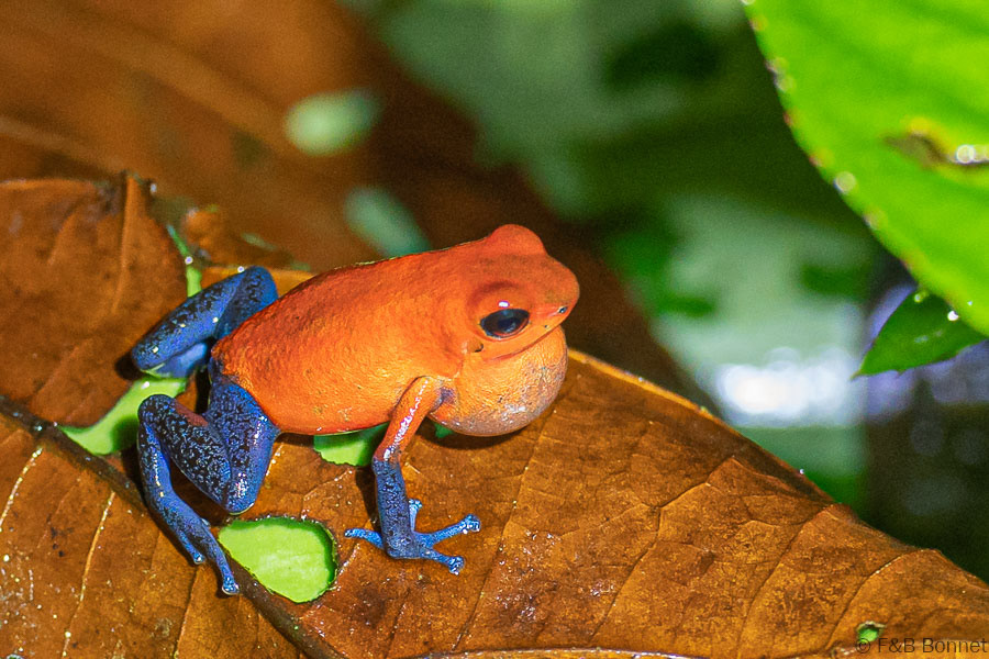 Florent & Bertrand Bonnet-Strawberry poison frog-La Fortuna