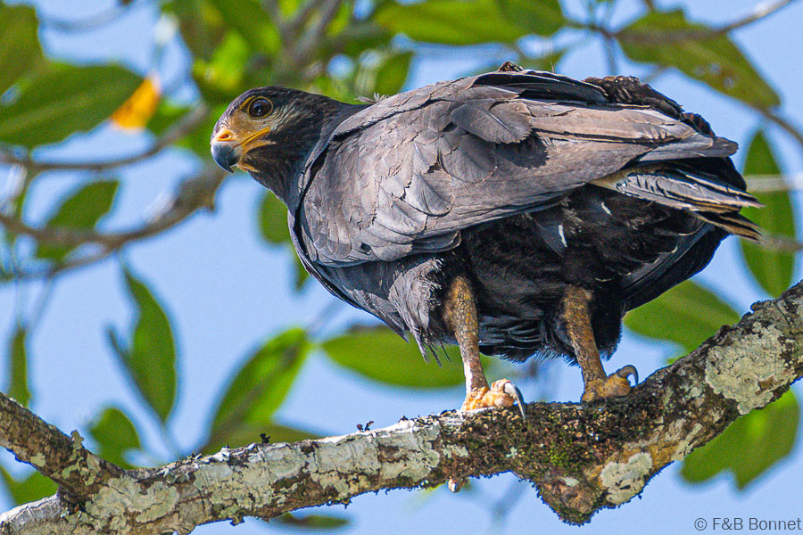 Florent & Bertrand Bonnet-Common Black-Hawk-Carara