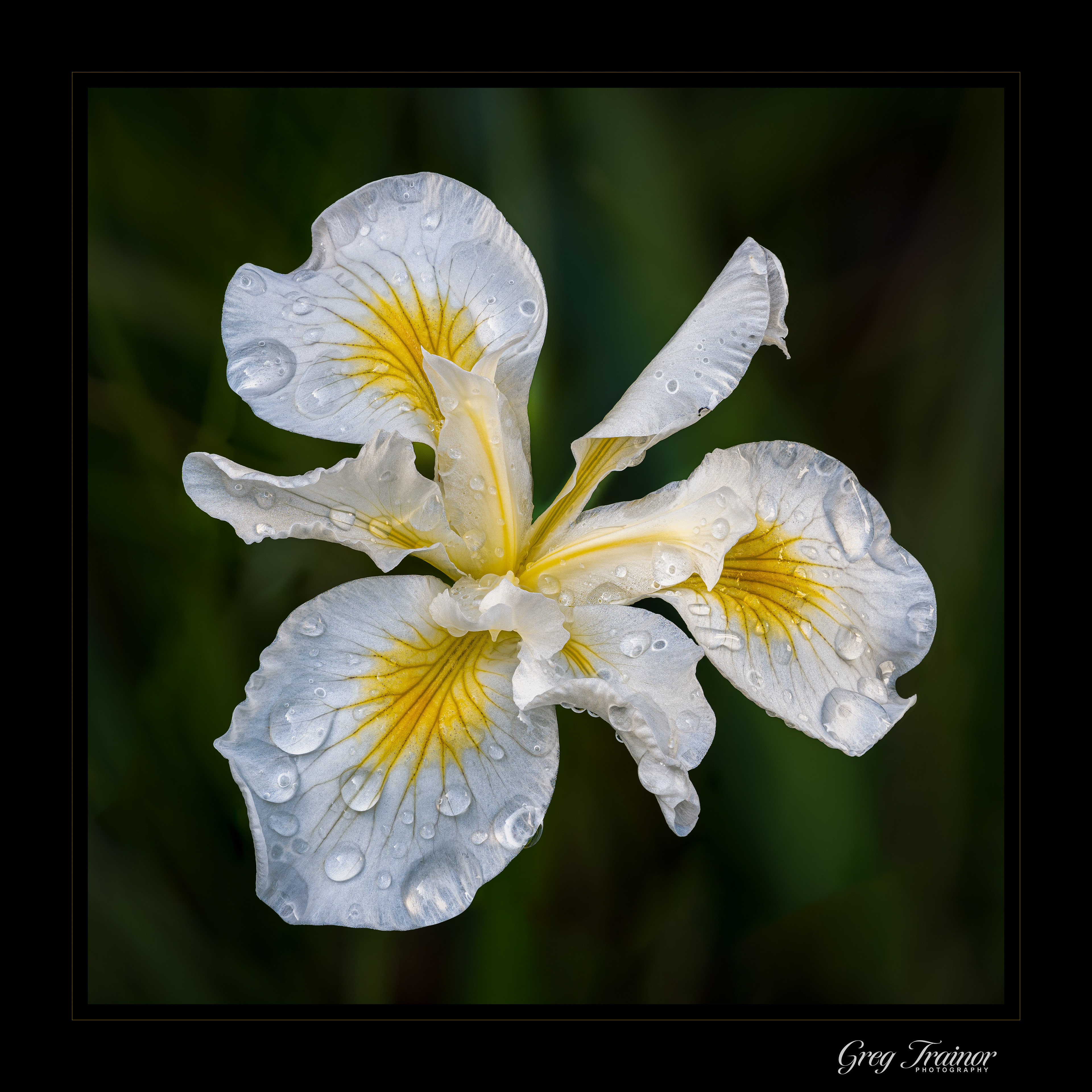 Rainy Iris