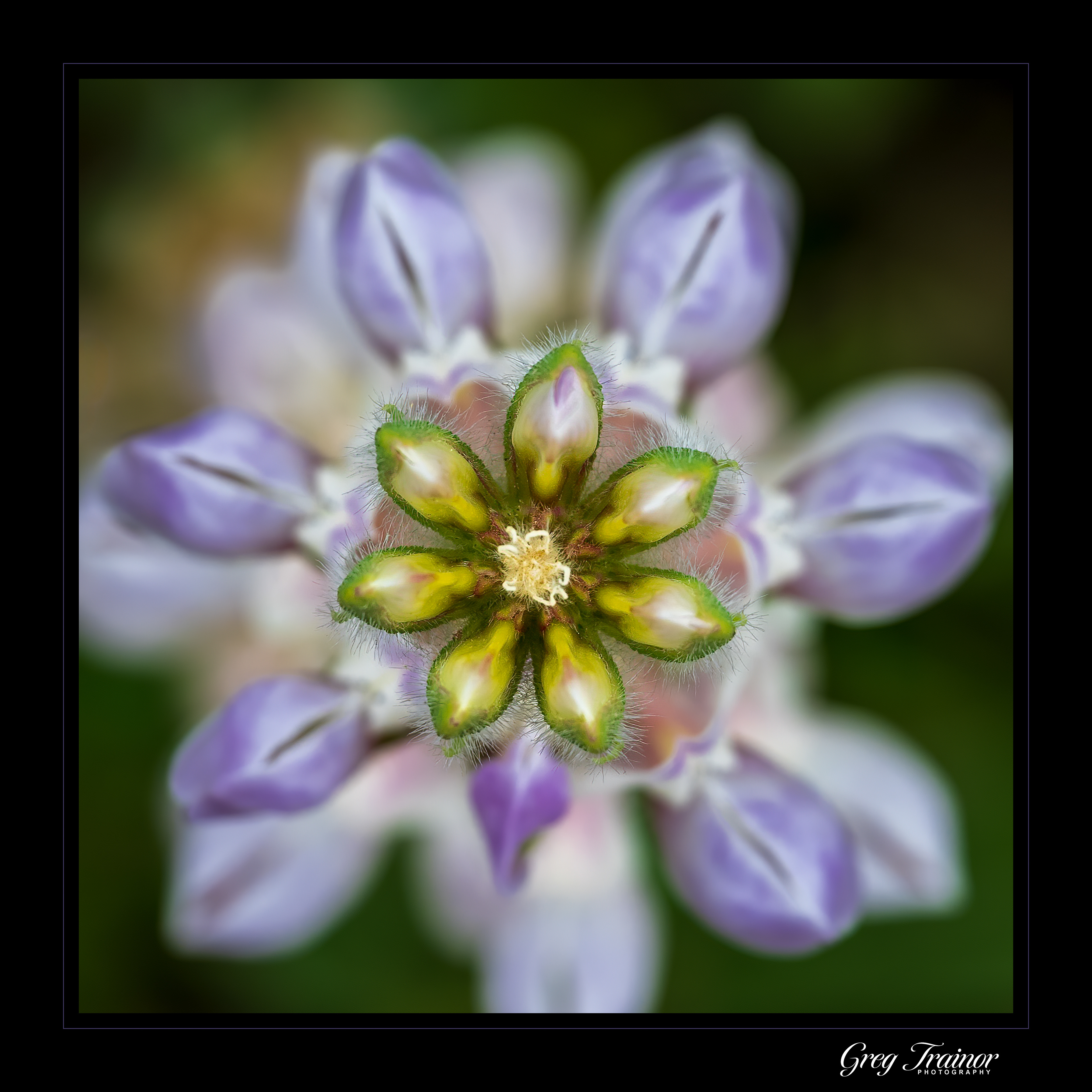 Lupine Dreams
