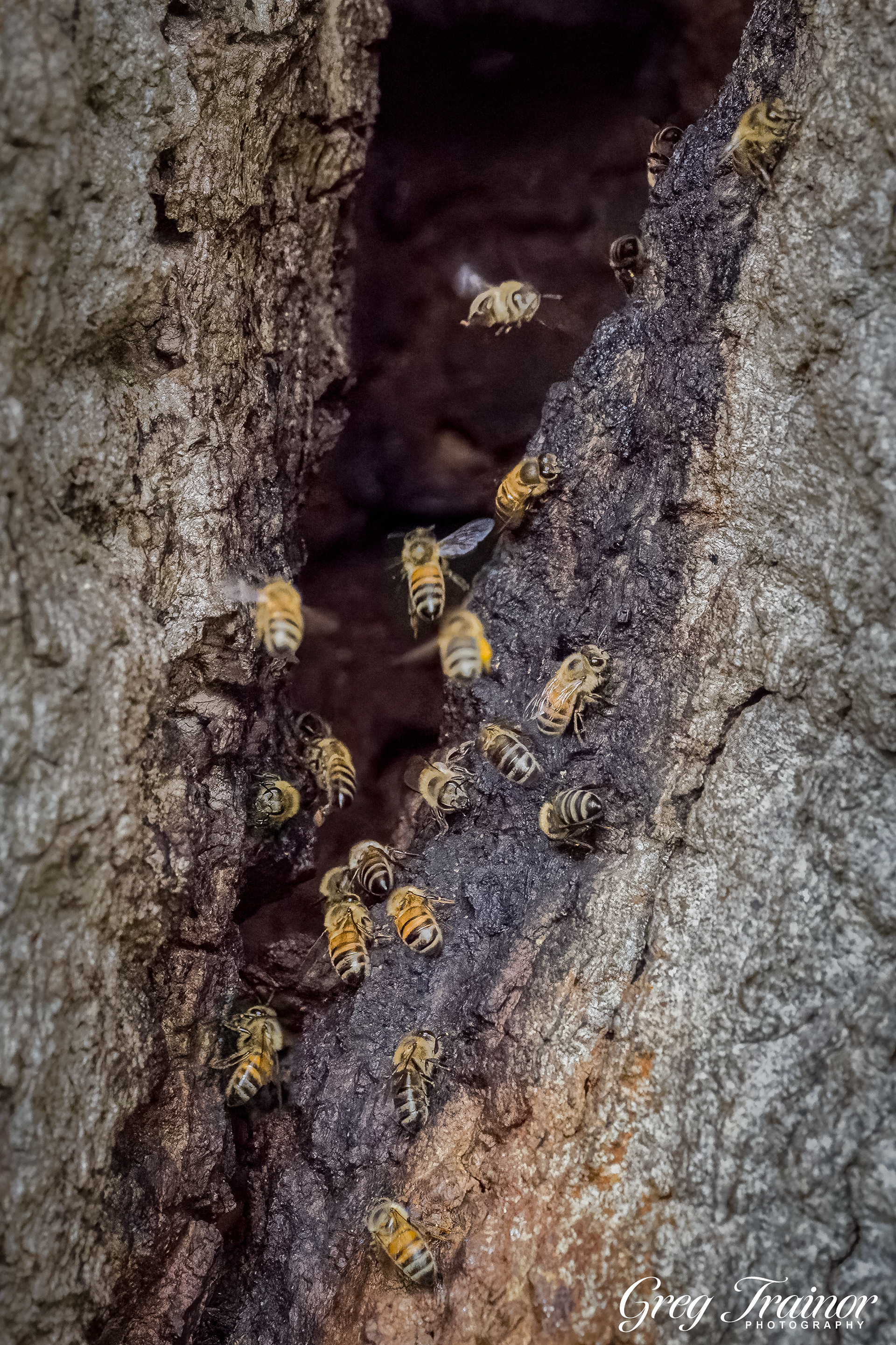 Bees Working
