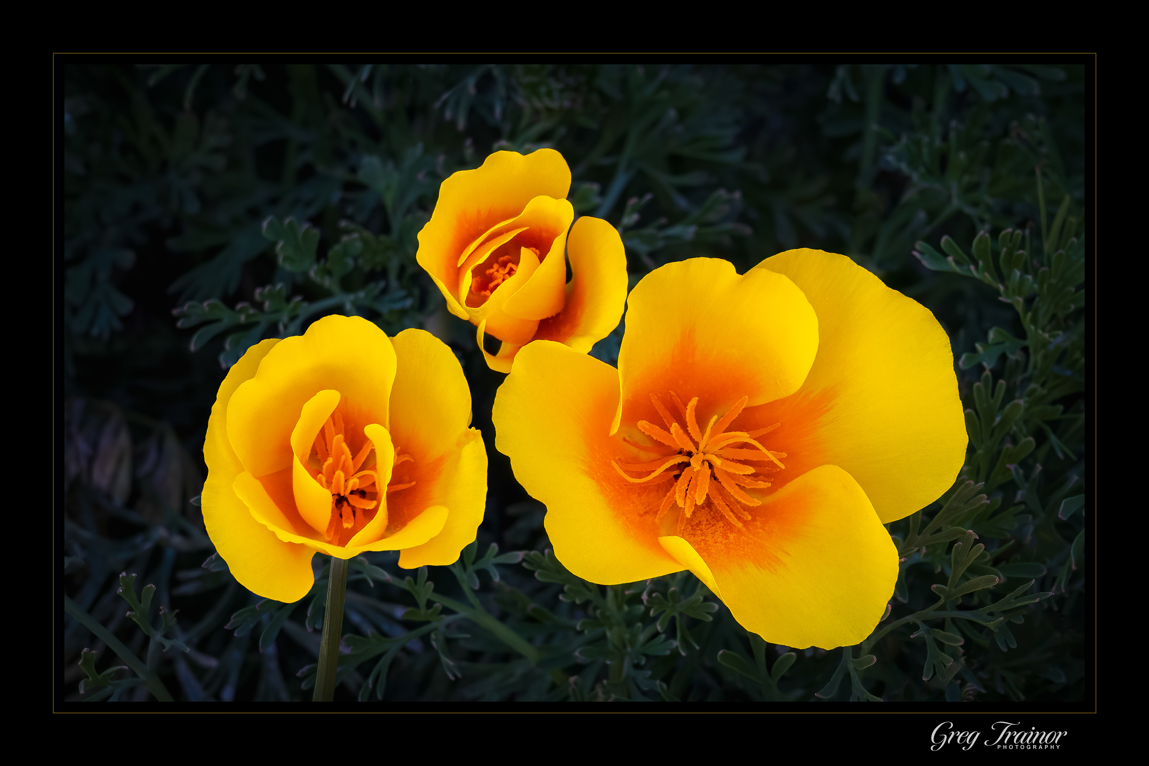 Poppin' Poppies