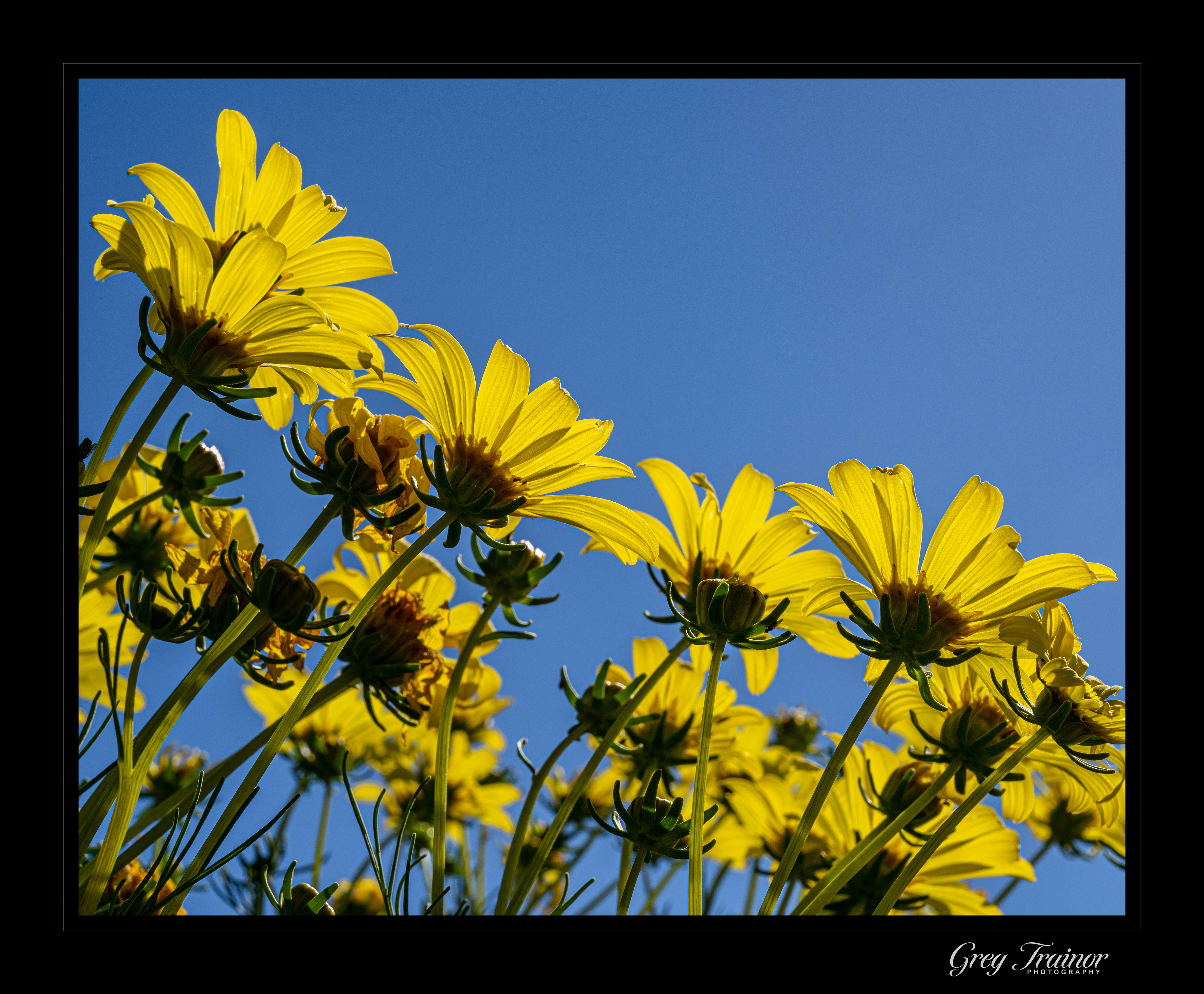 Sunny Day, Wishing My Cares Away