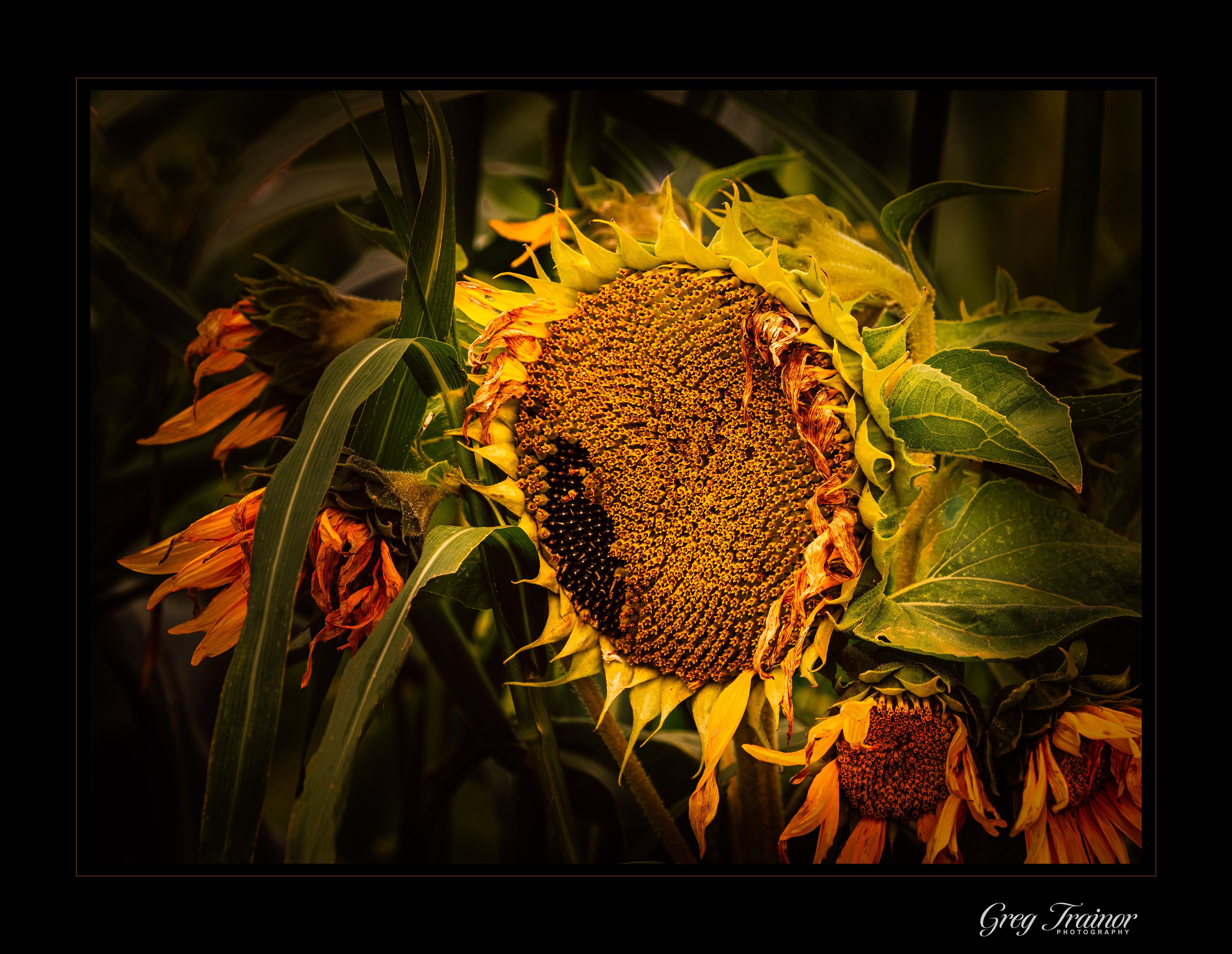 Autumn Harvest