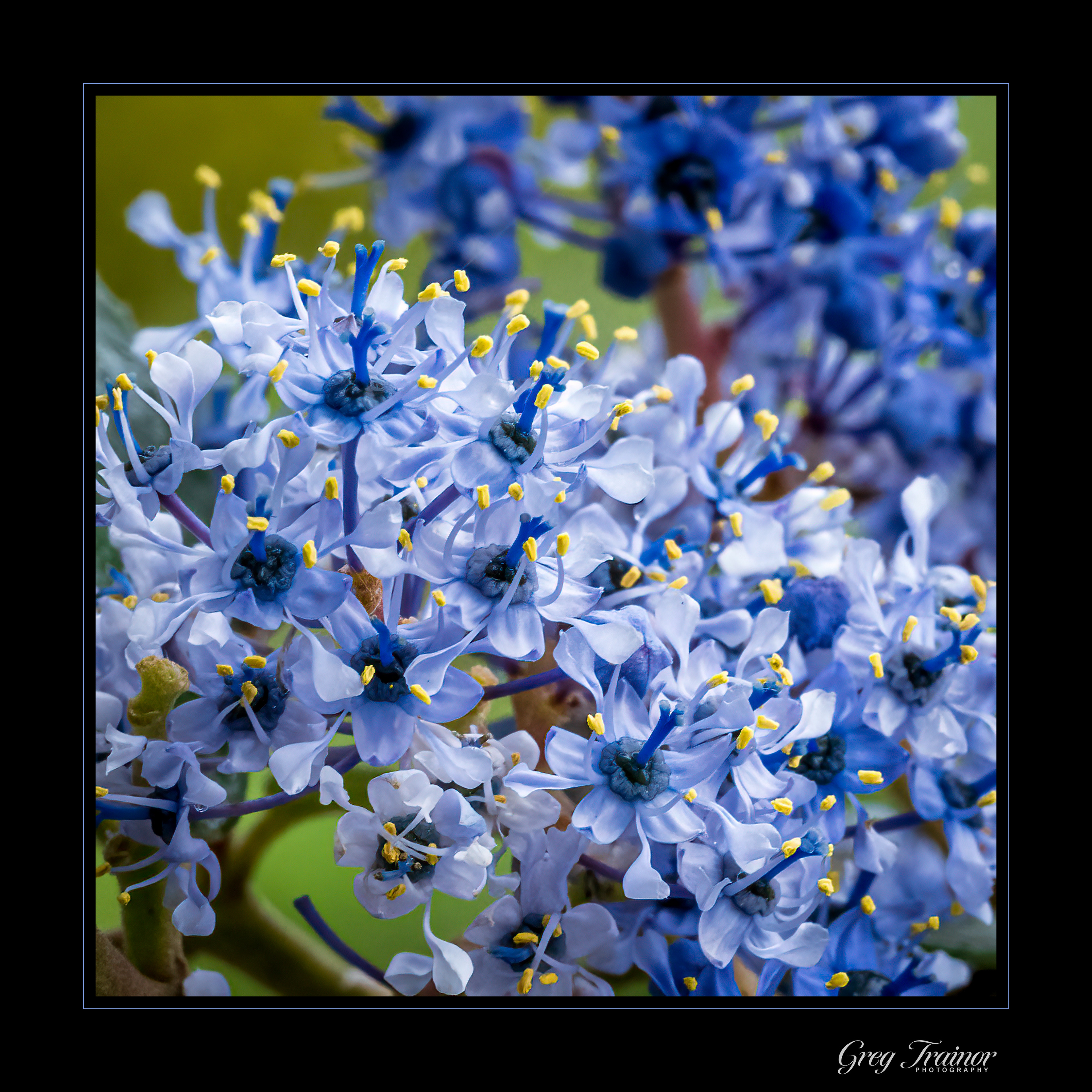 Ceanothus Explosion
