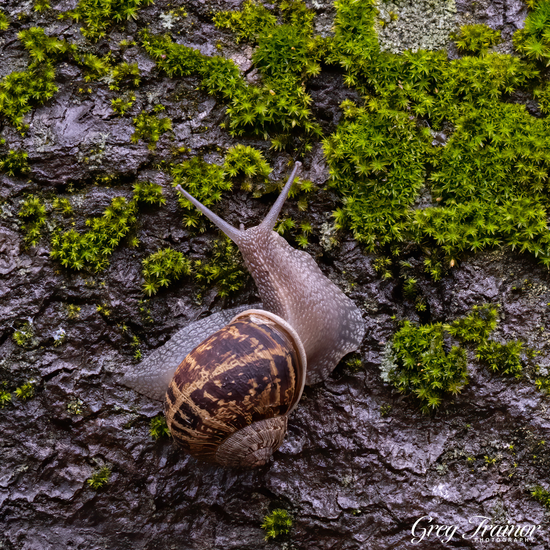 Grazing