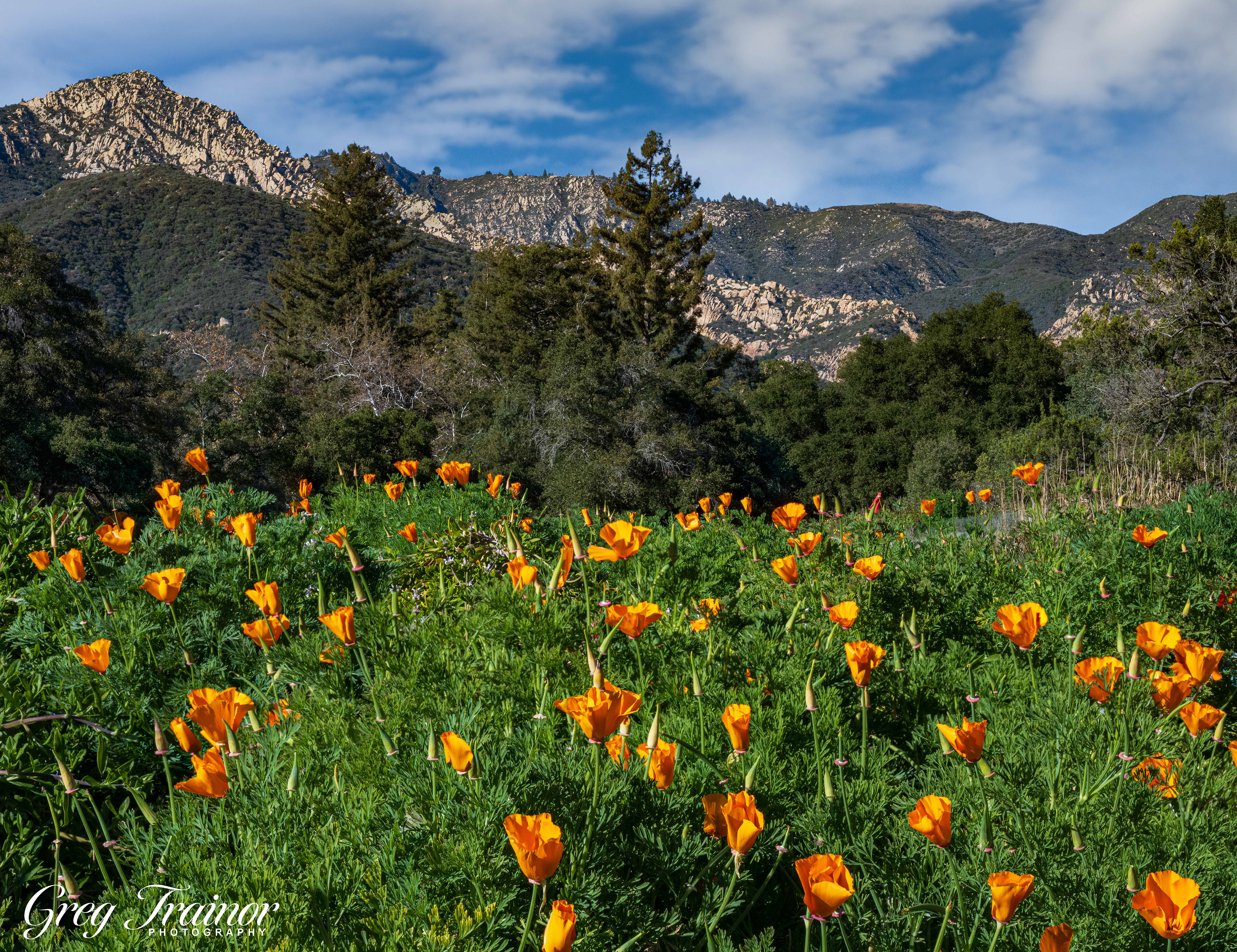 Meadow Popping