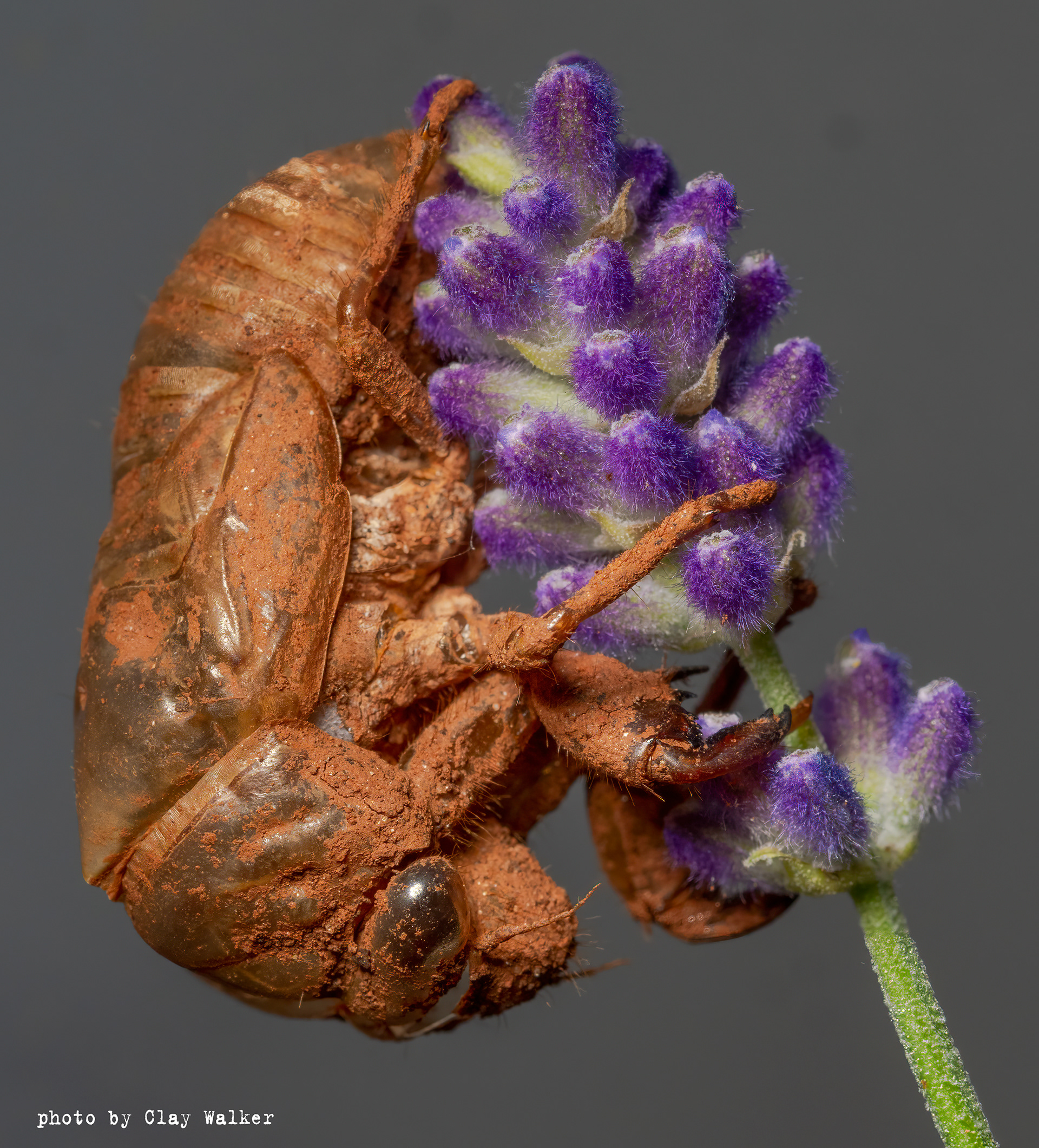cicada shell on lavender