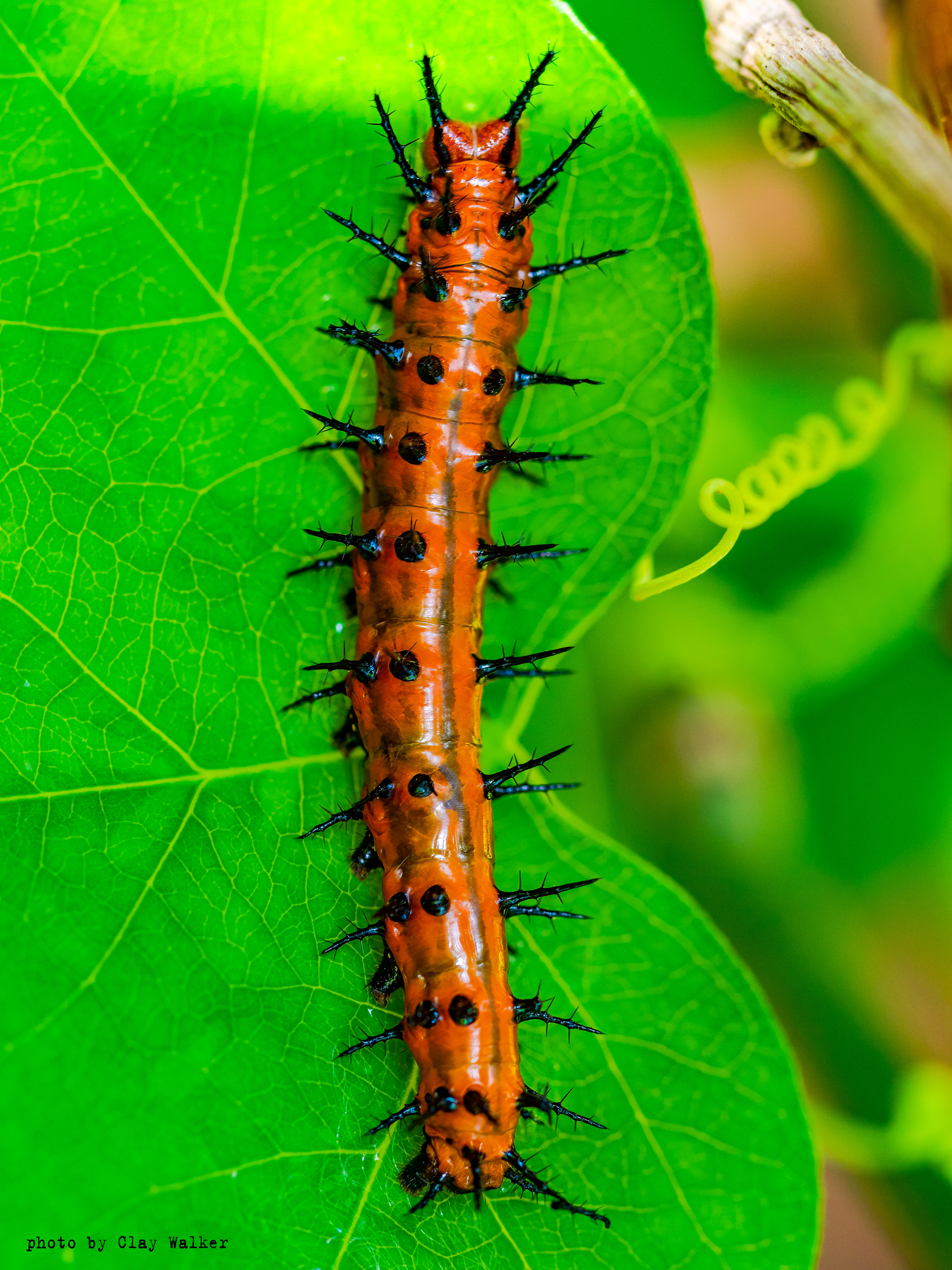 fritillary caterpillar 