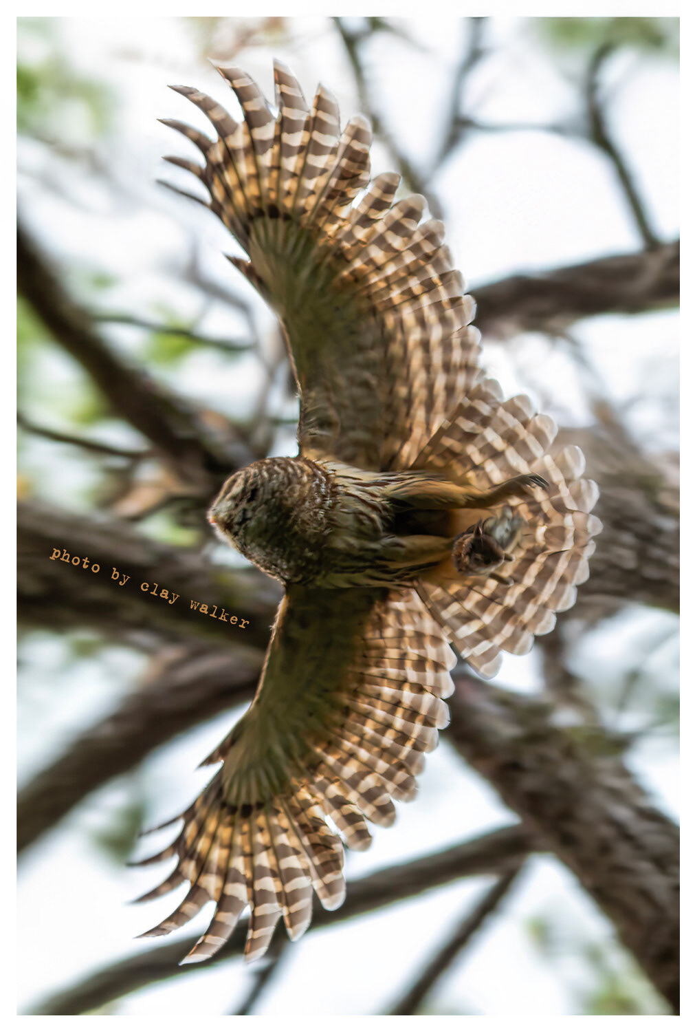 mama owl flying wth rabbit • May 2024