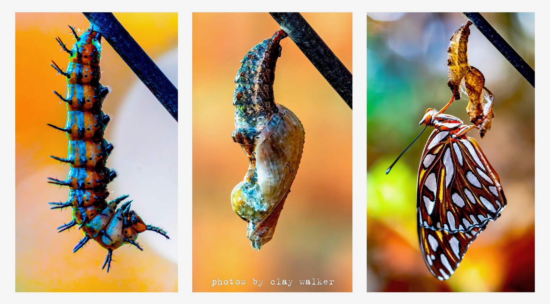 Transformation from caterpillar to pupa/chrysalis to passion butterfly • Aug 1-13, 2025