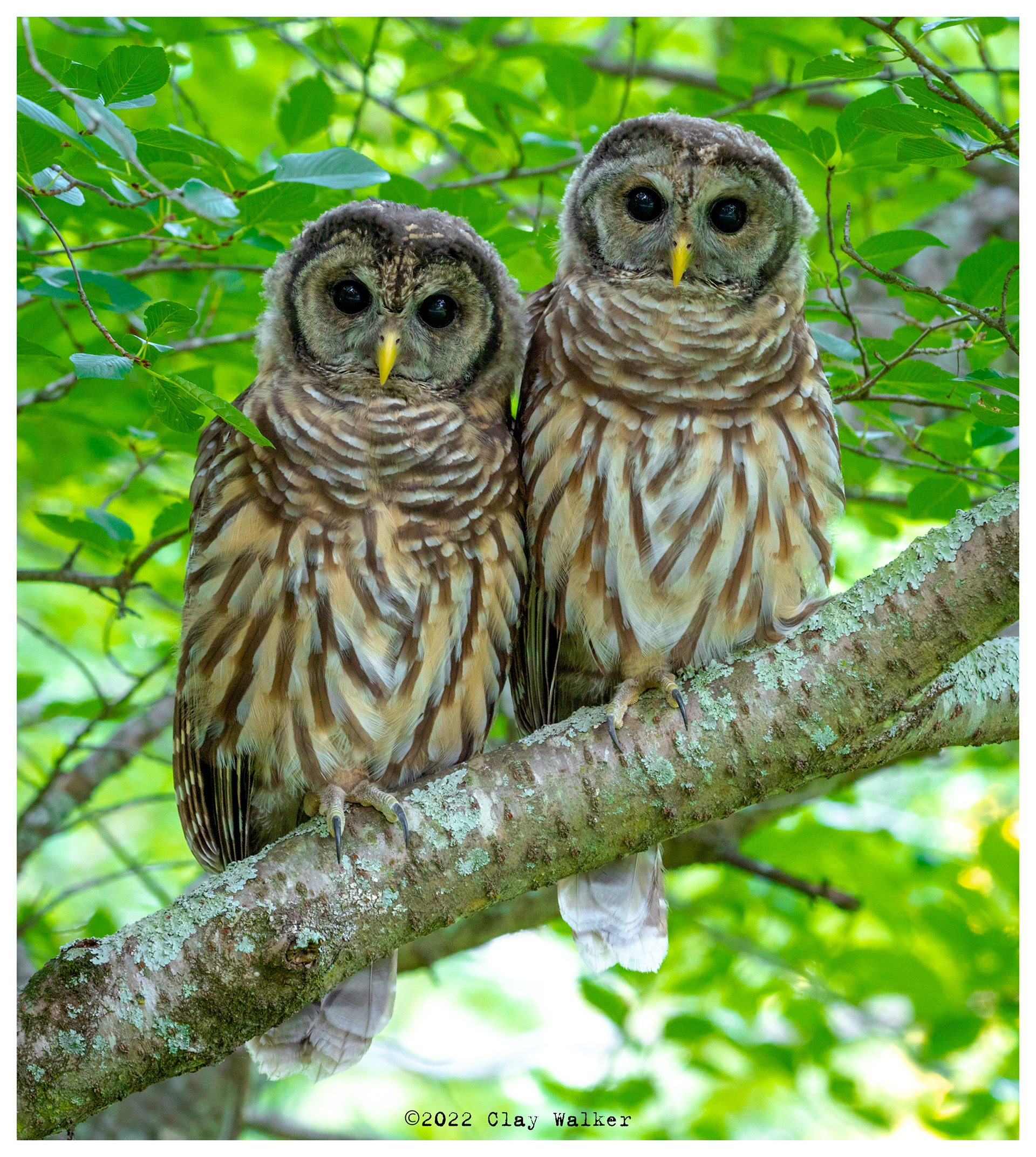 juvenile siblings 2022