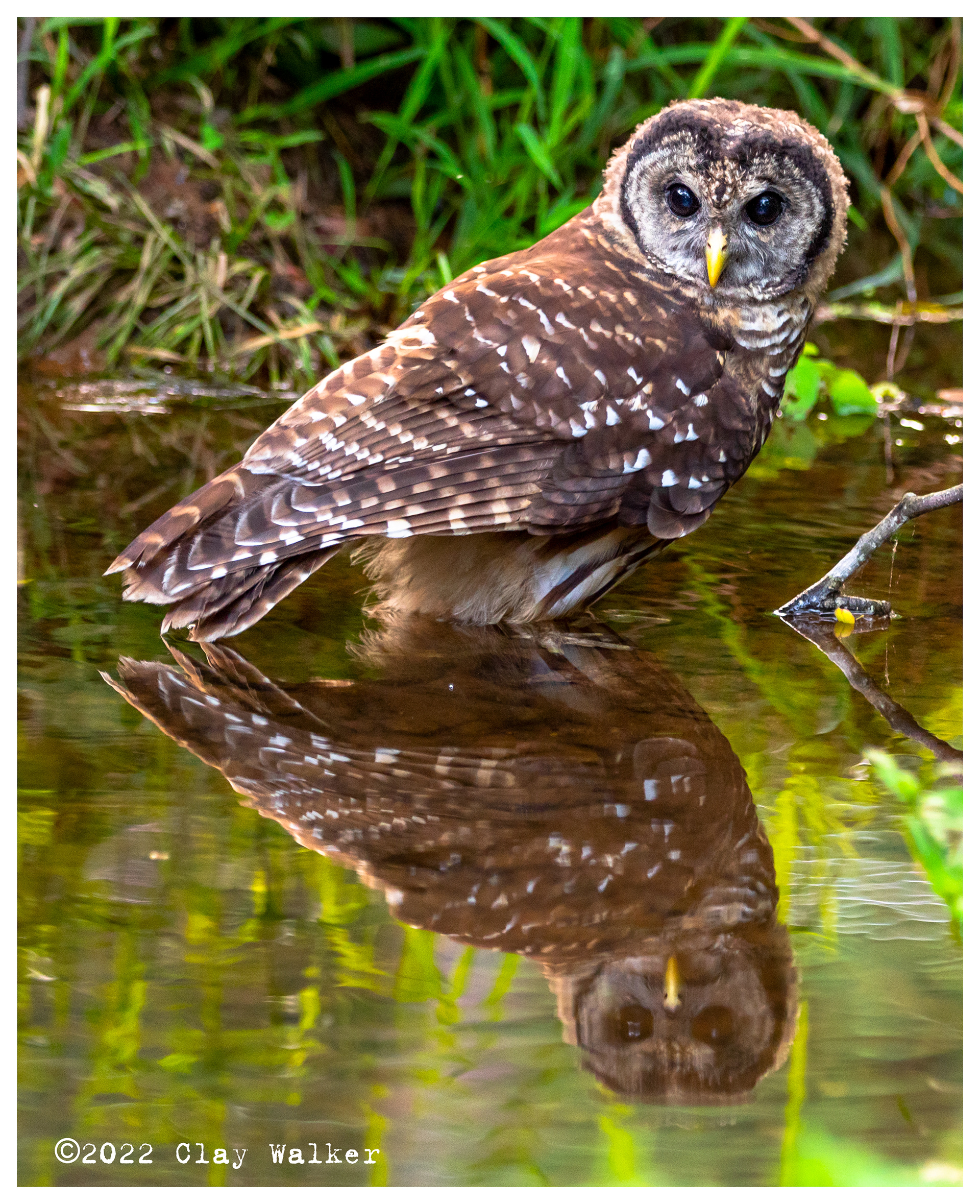 fledgling owl testing the waters for the first time