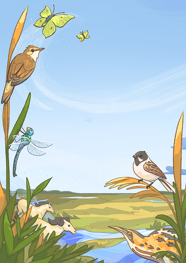 2025 - Wicken Fen illustration (Personal project)