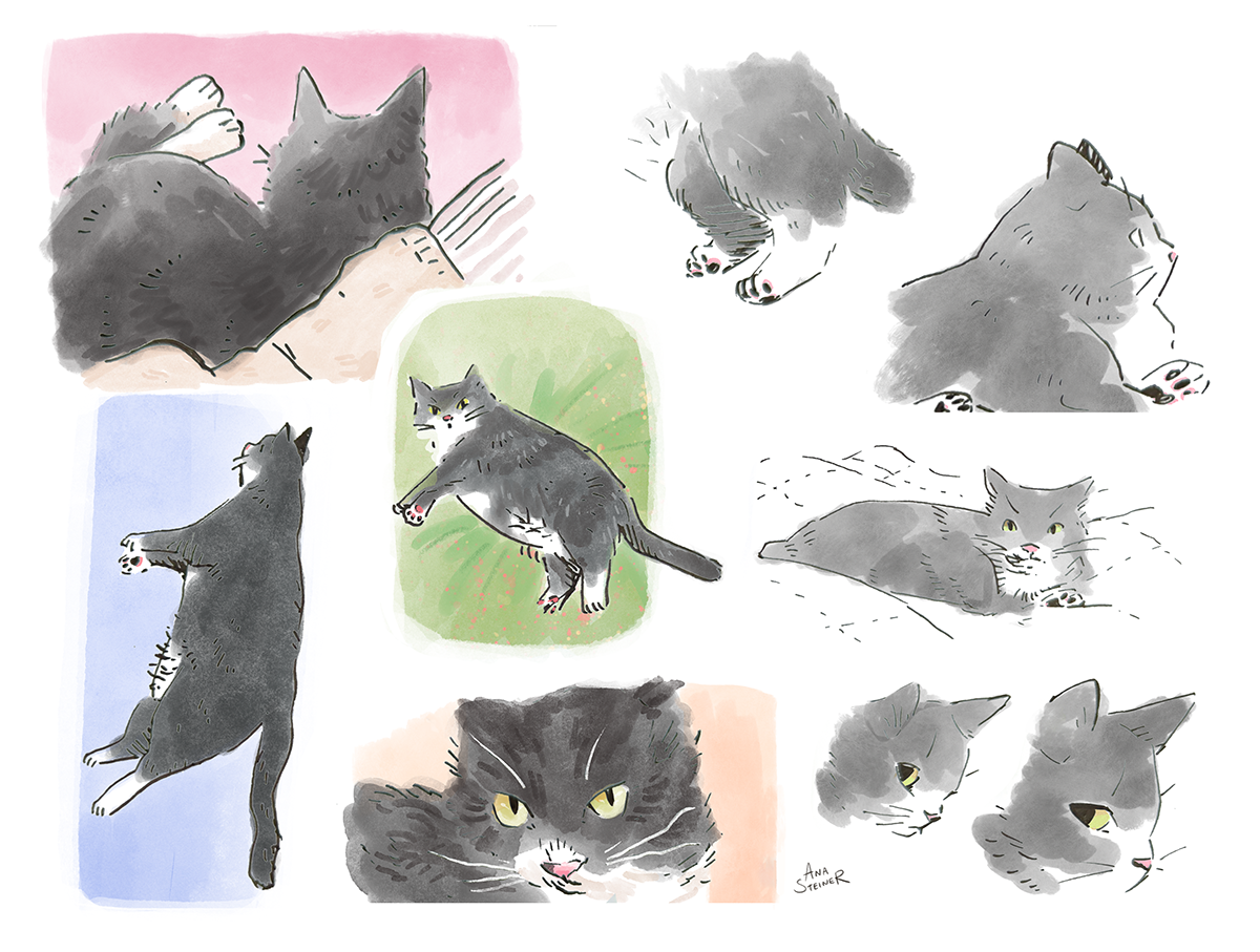 2026 - Charlie the Garden Cat, character development (Personal project)