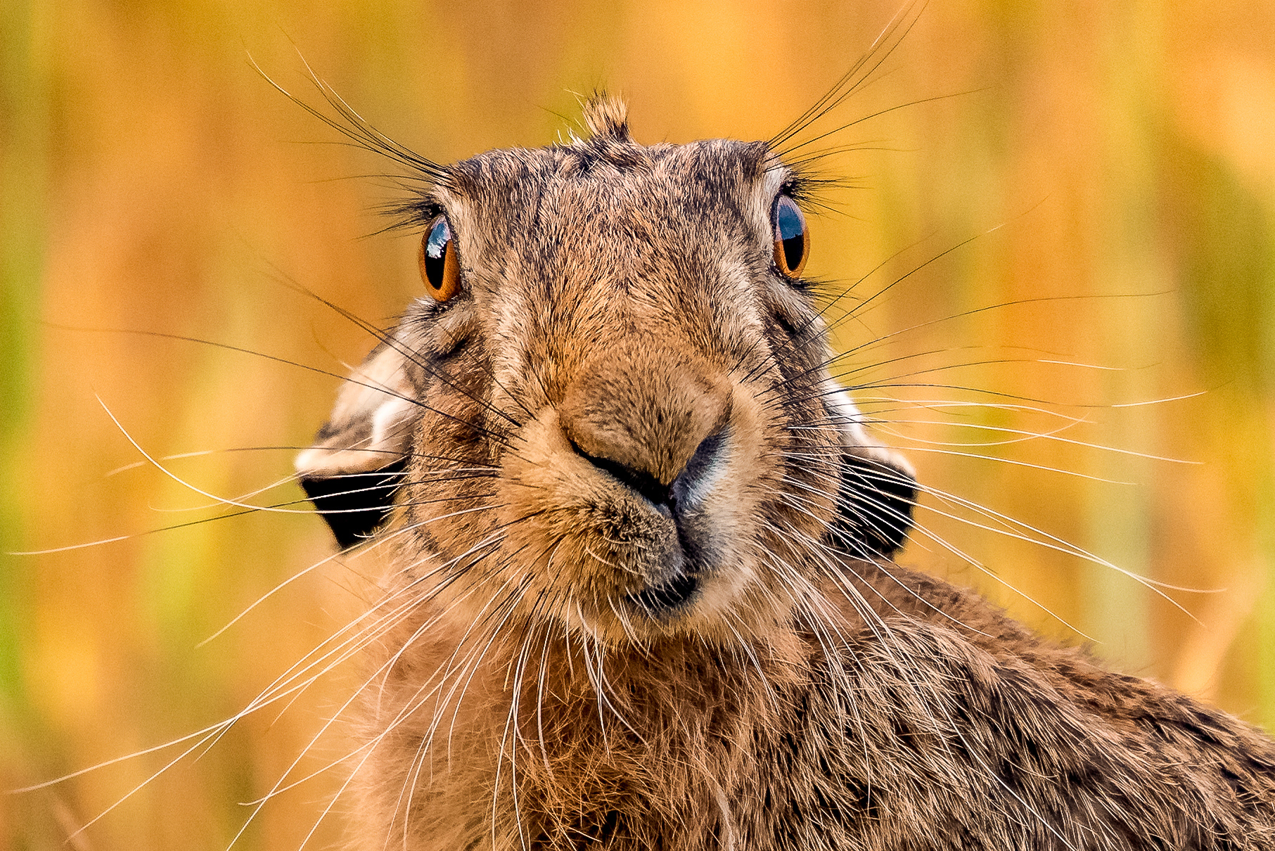 Whiskers