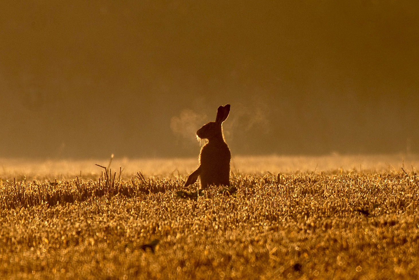 Hares Breath