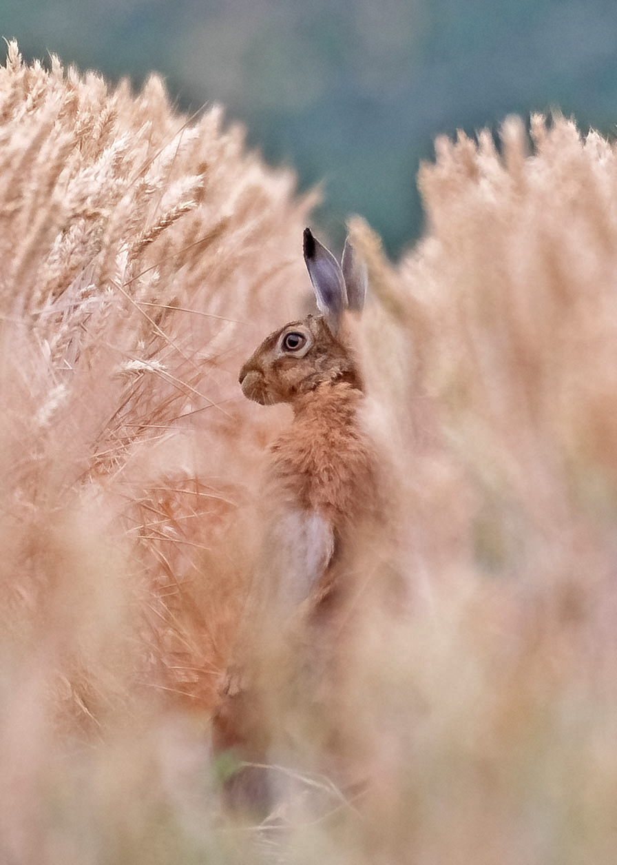 Peeking from the crop