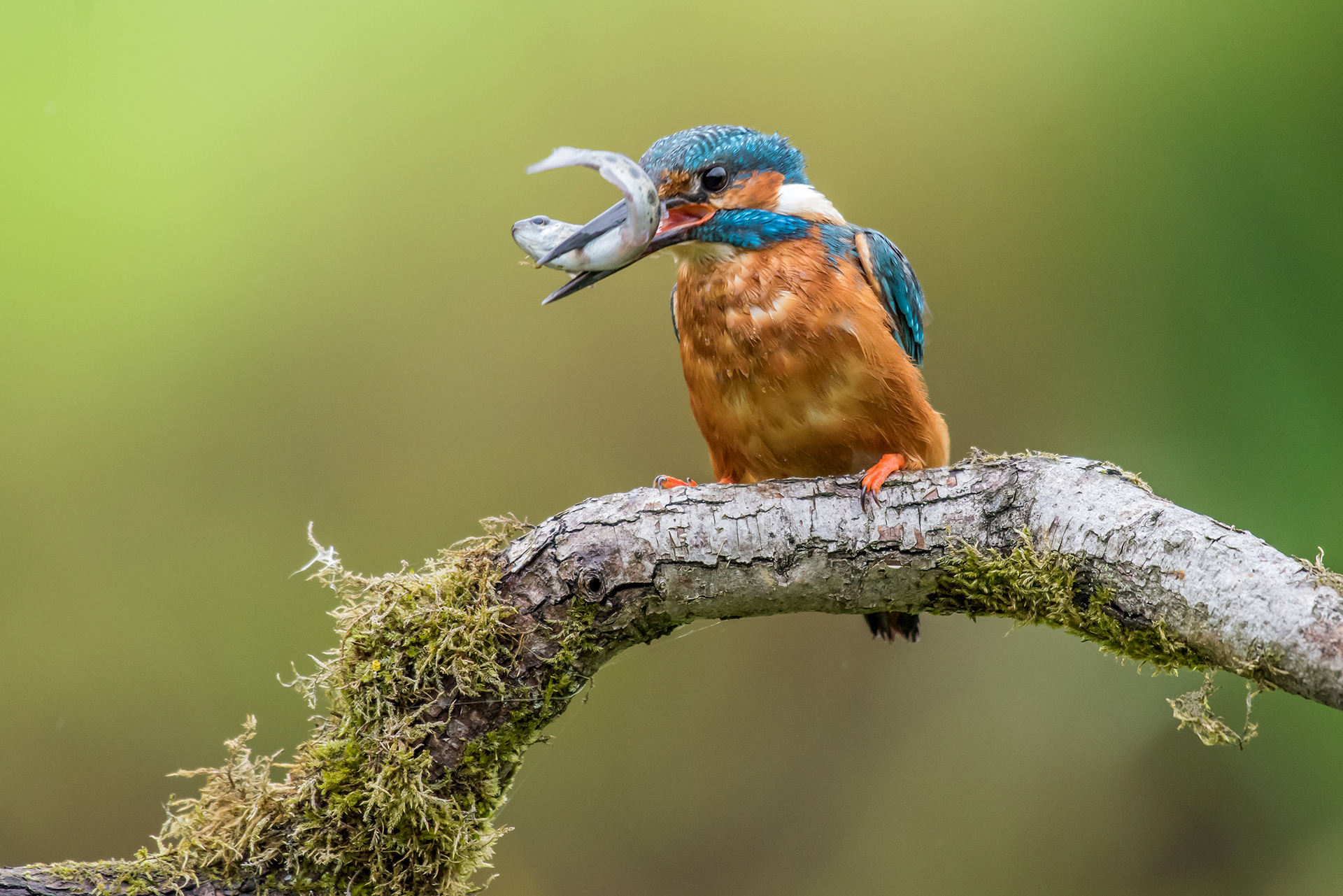 Kingfisher