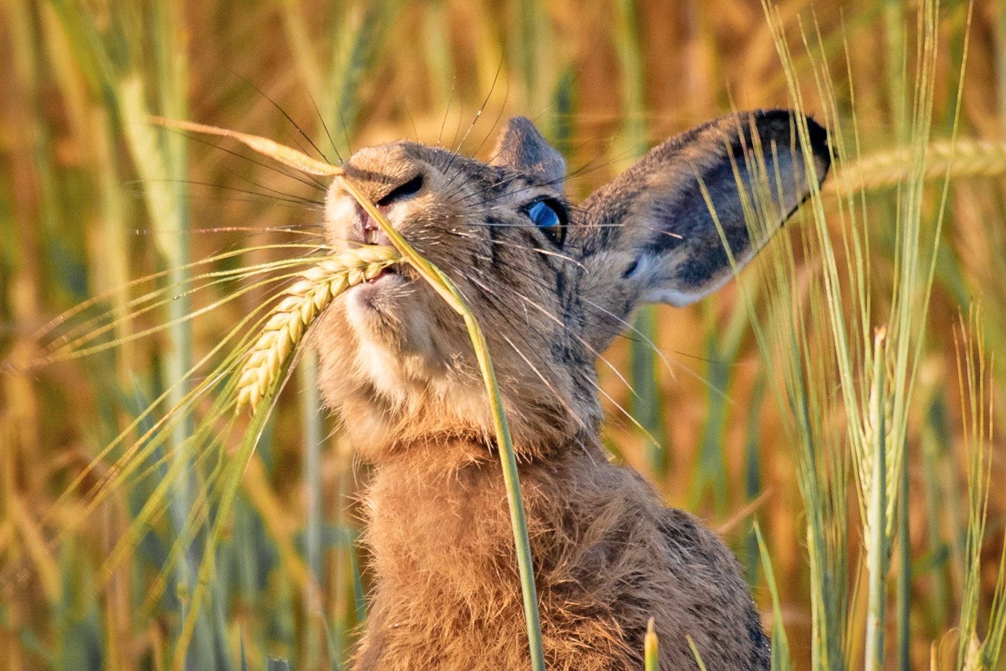 Nibbles