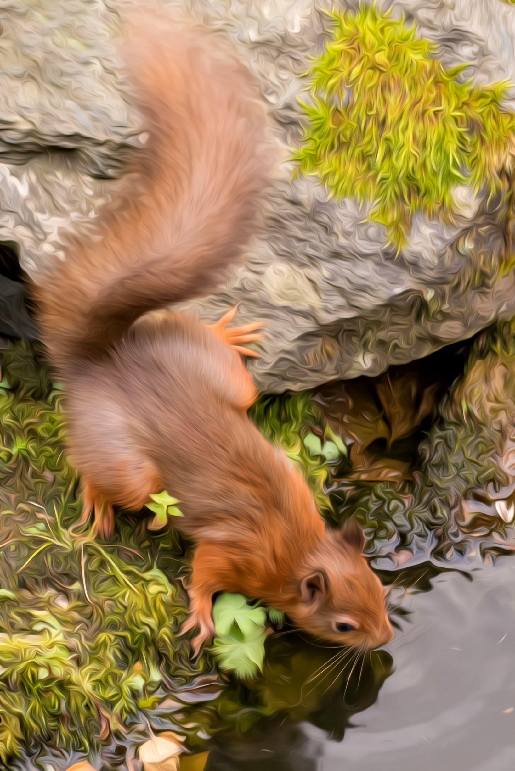 Red Squirrel