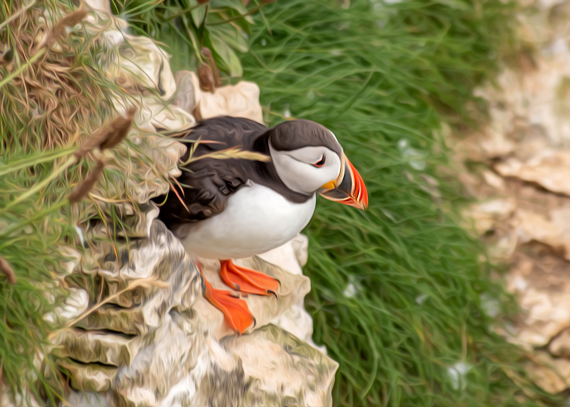 Puffin lookout