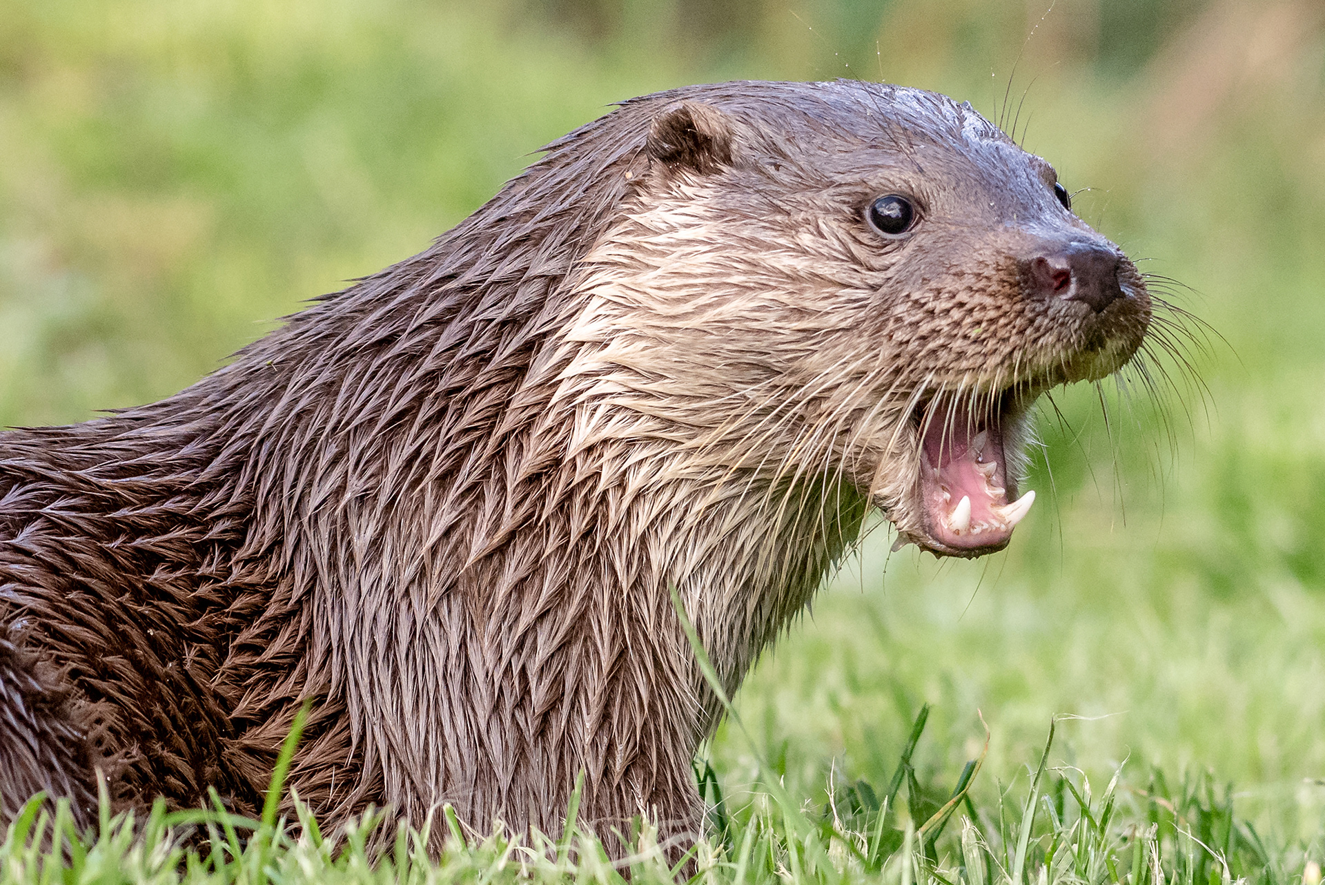 Otter