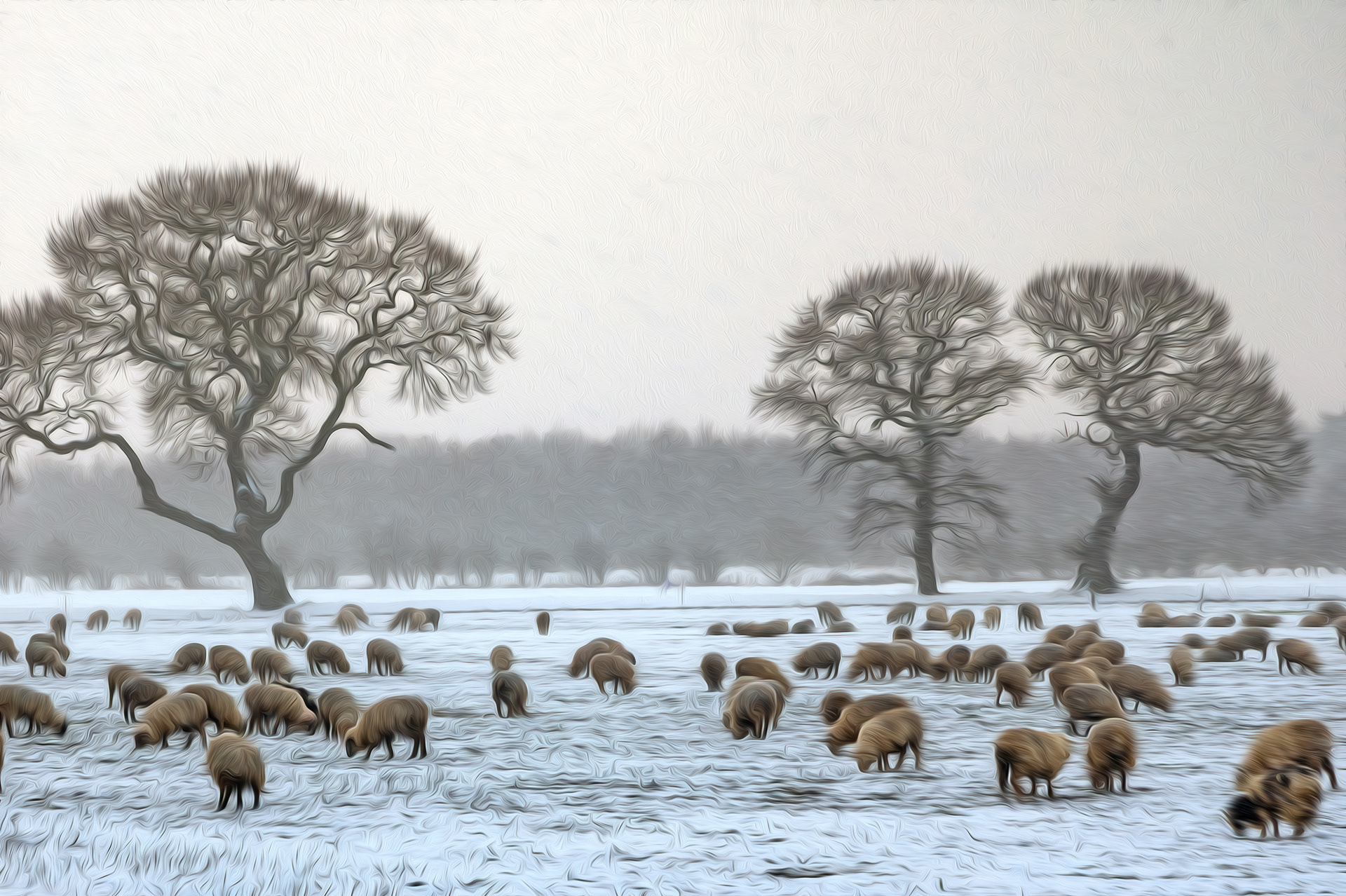 Winter sheep