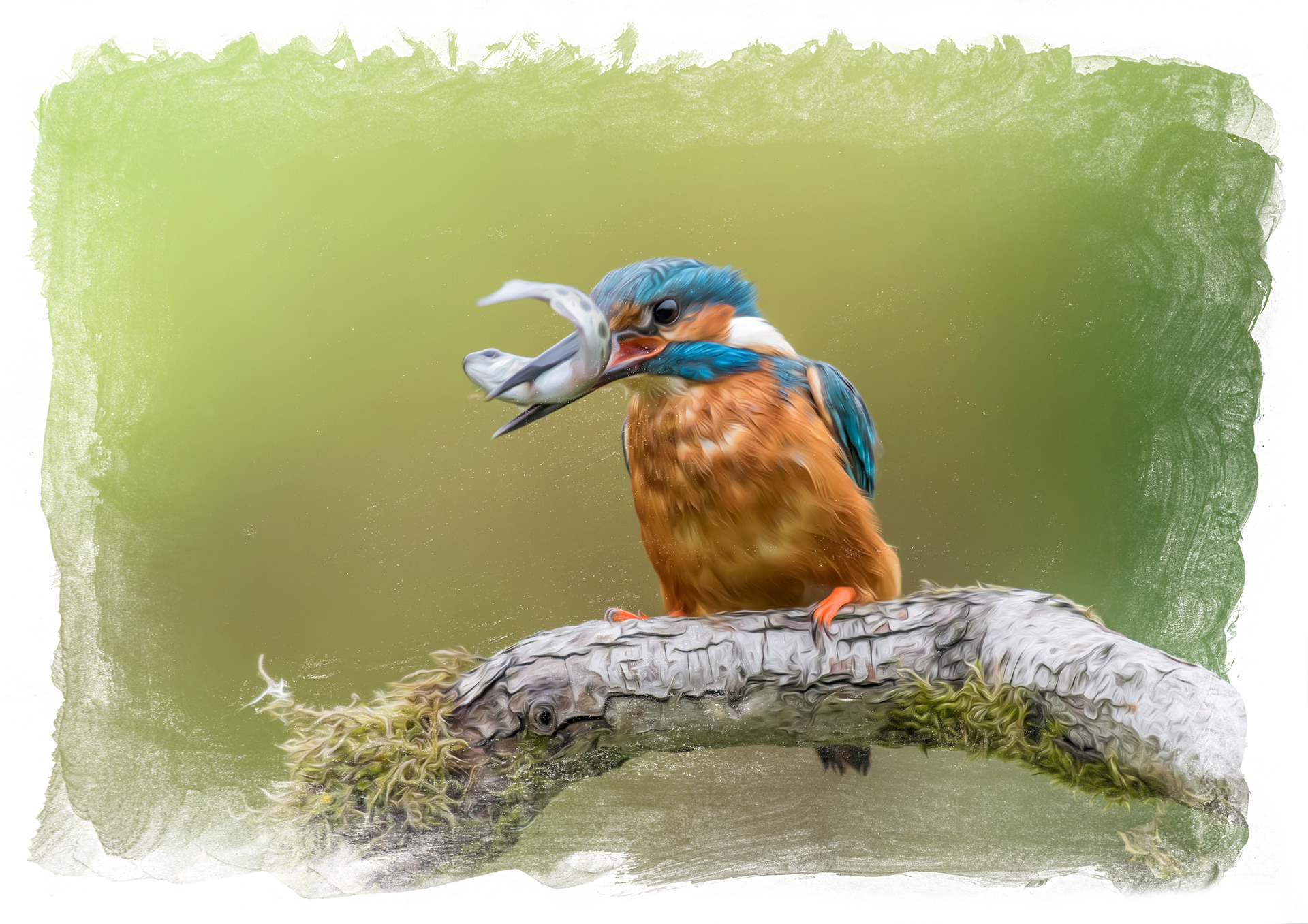 Kingfisher