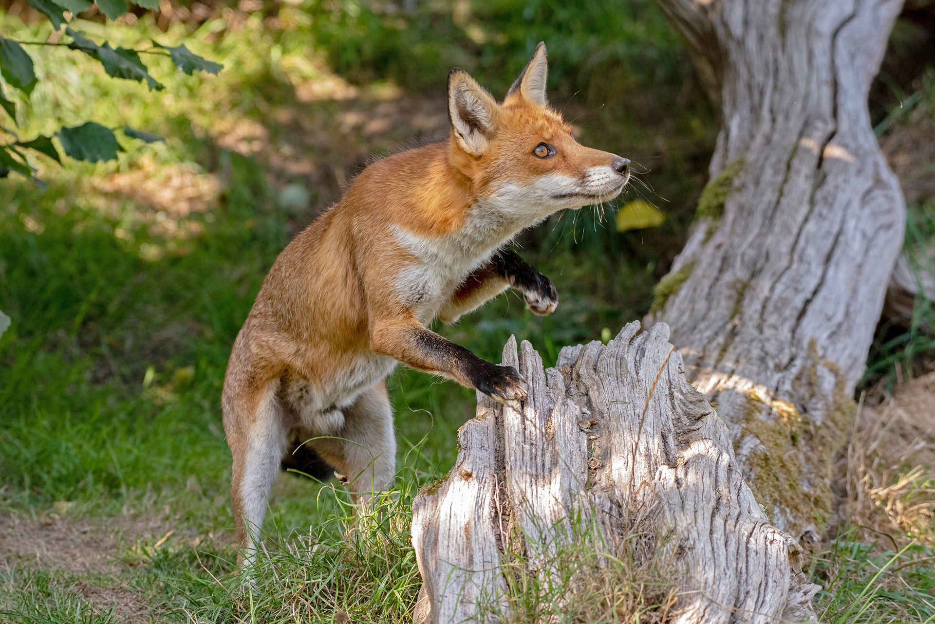 Curious Fox
