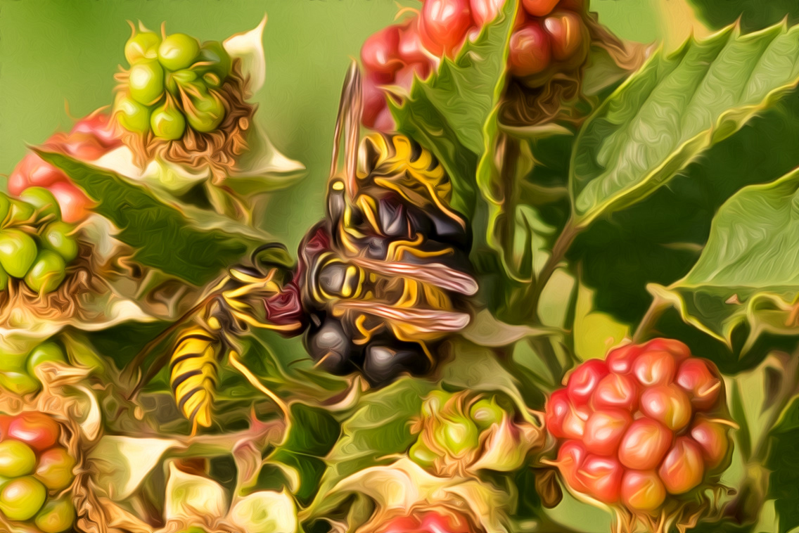 Wasps