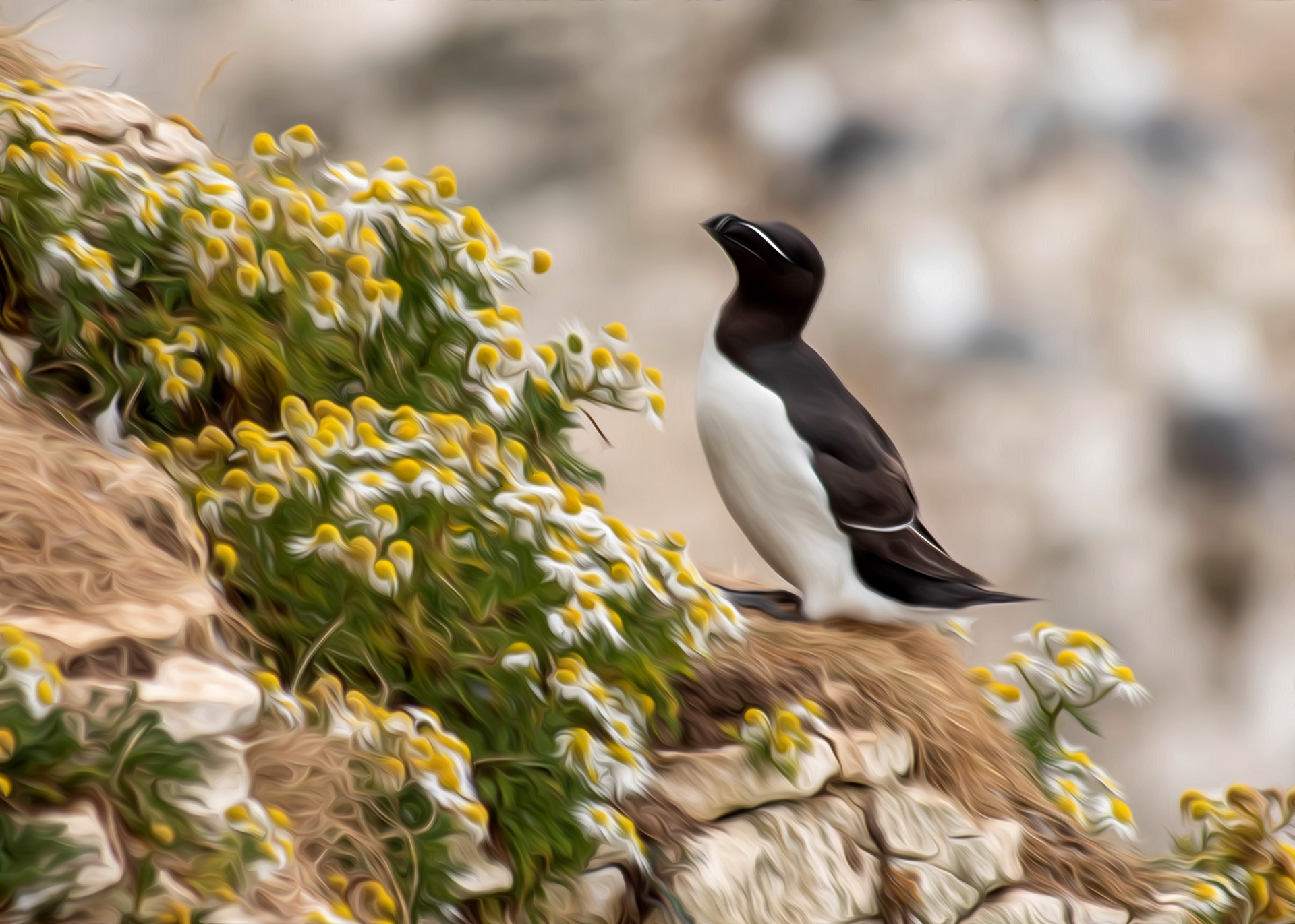 Razorbill