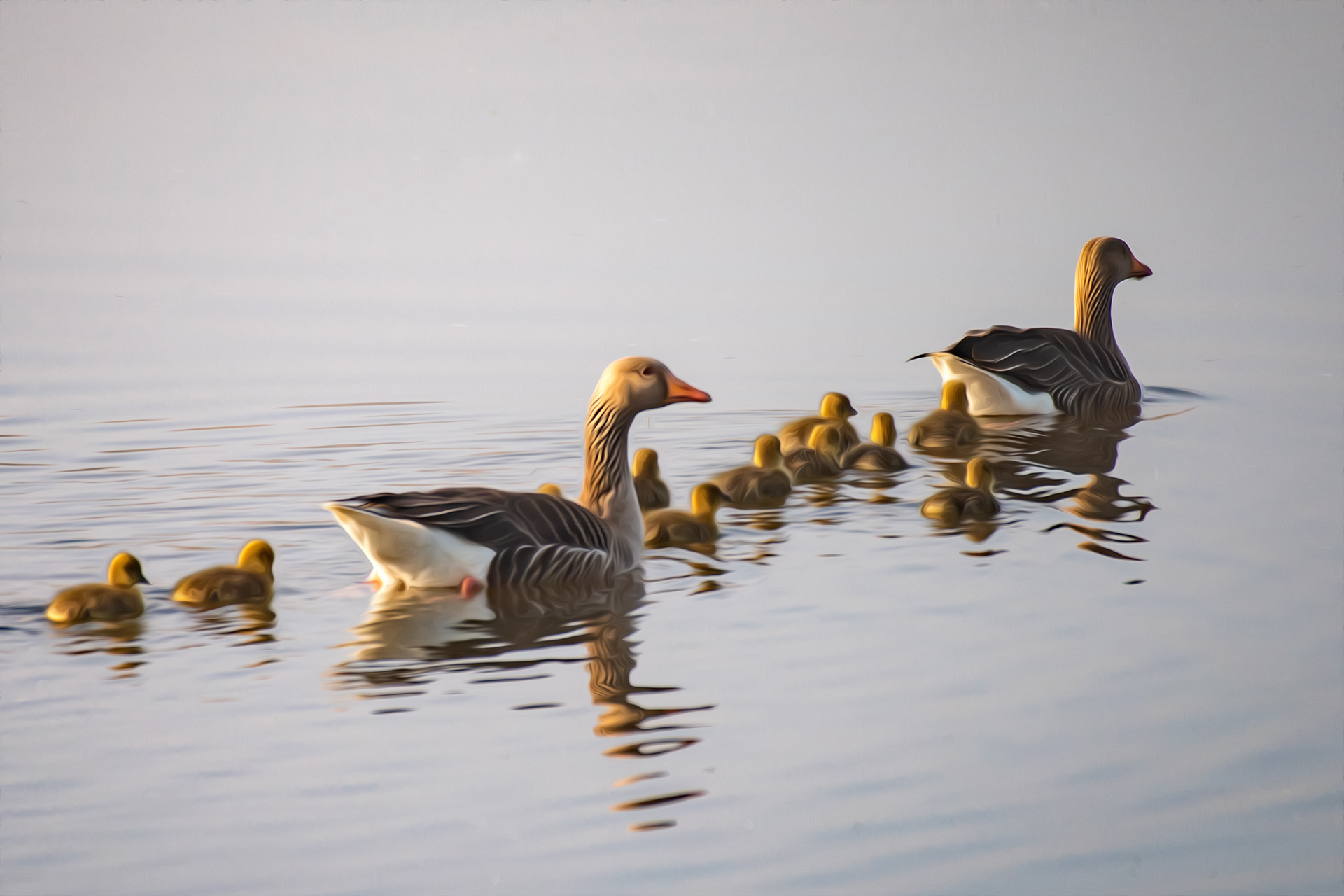 Geese family