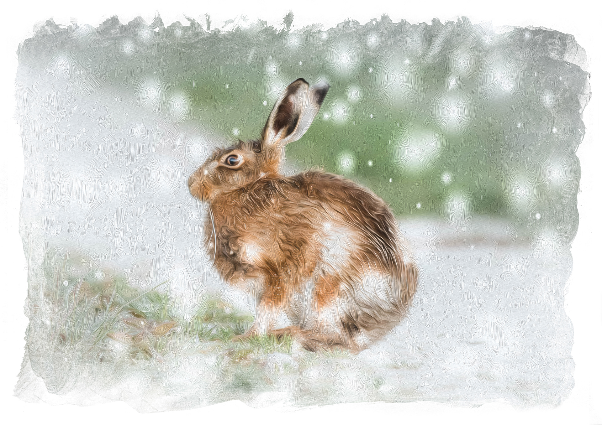 Snowy Hare
