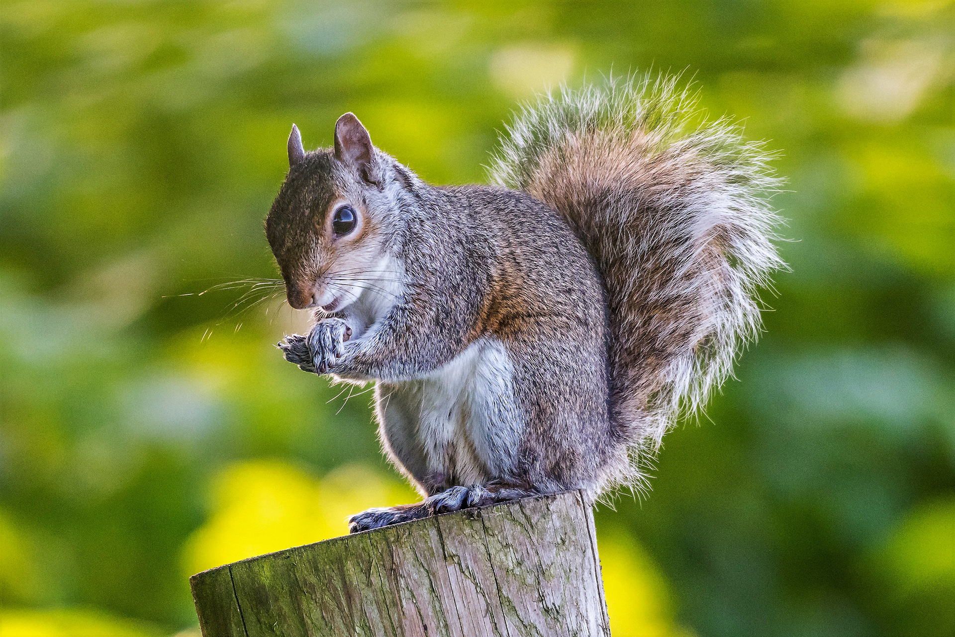 Grey Squirrel