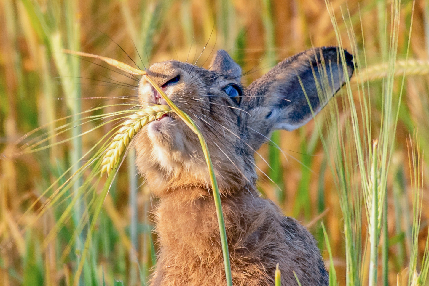 Nibbles