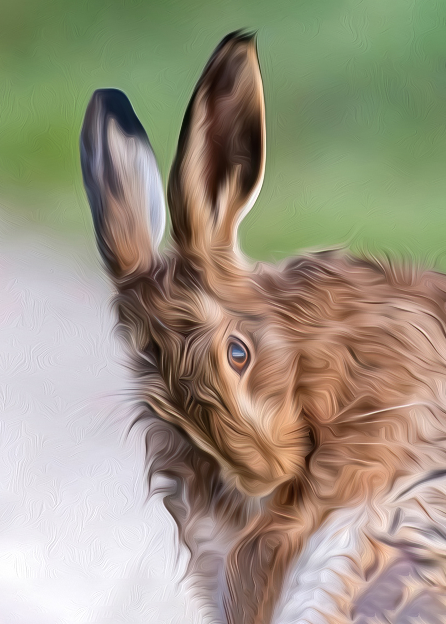 Coy hare