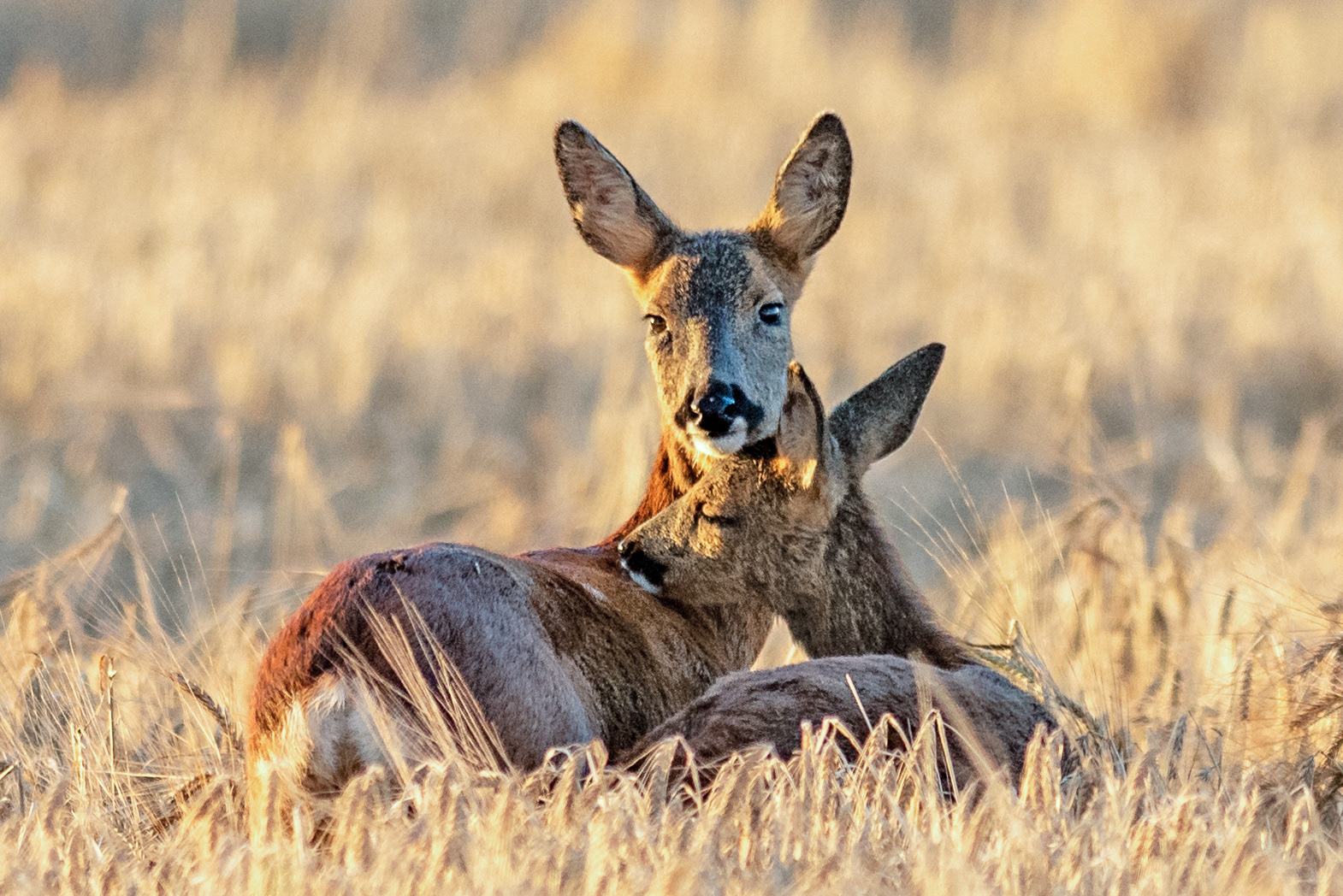 Doe and Fawn