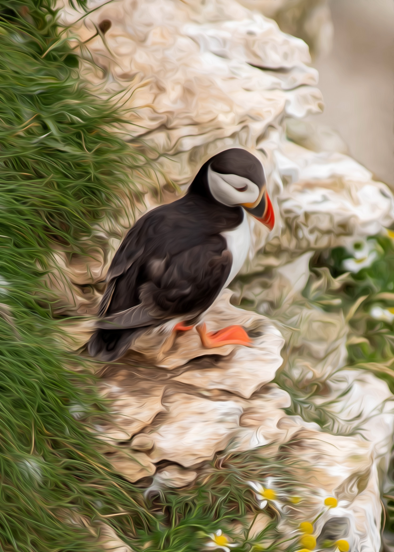 Puffin