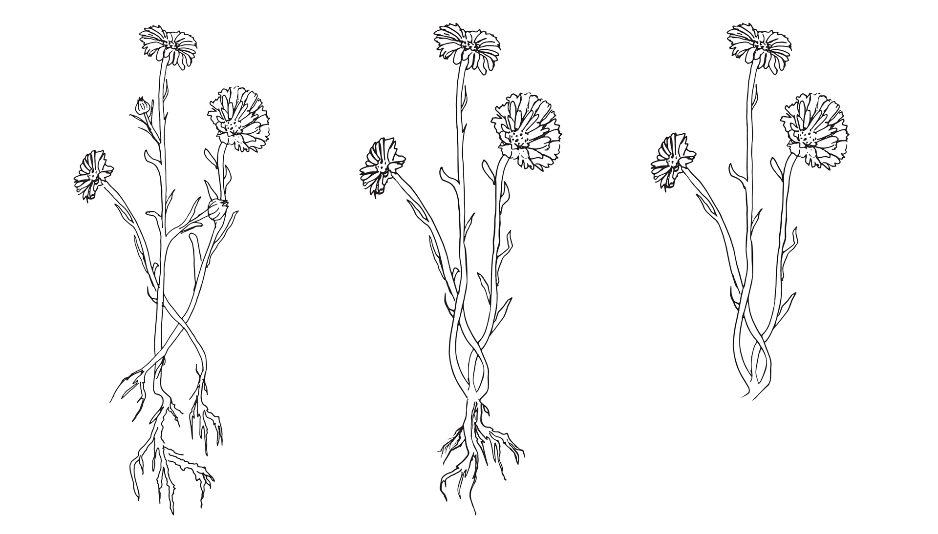 Calendula Illustration Development, 2022