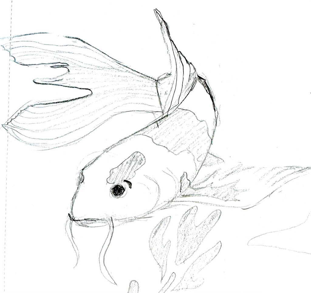 Study of a koi