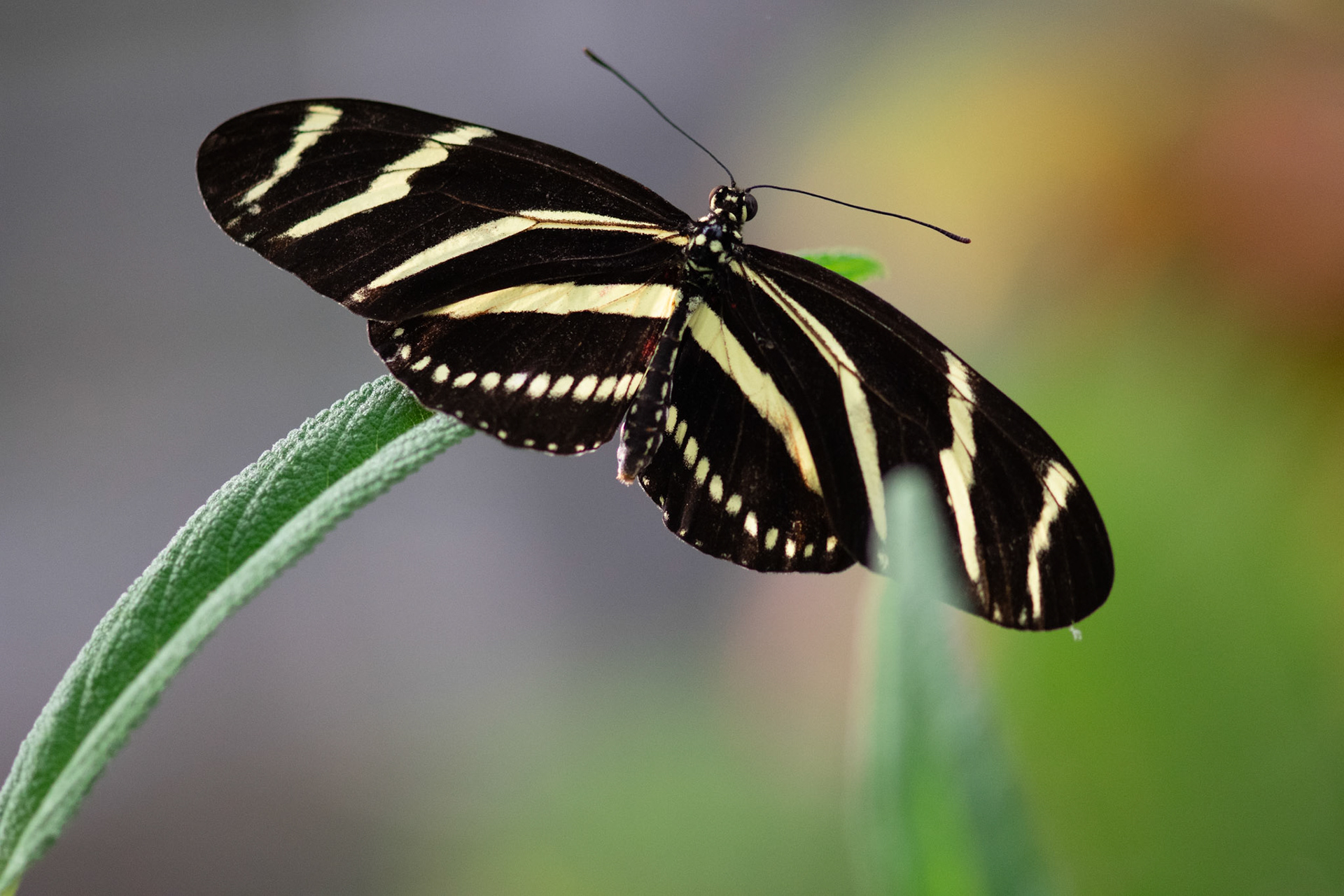 Zebra Longwing Butterfly